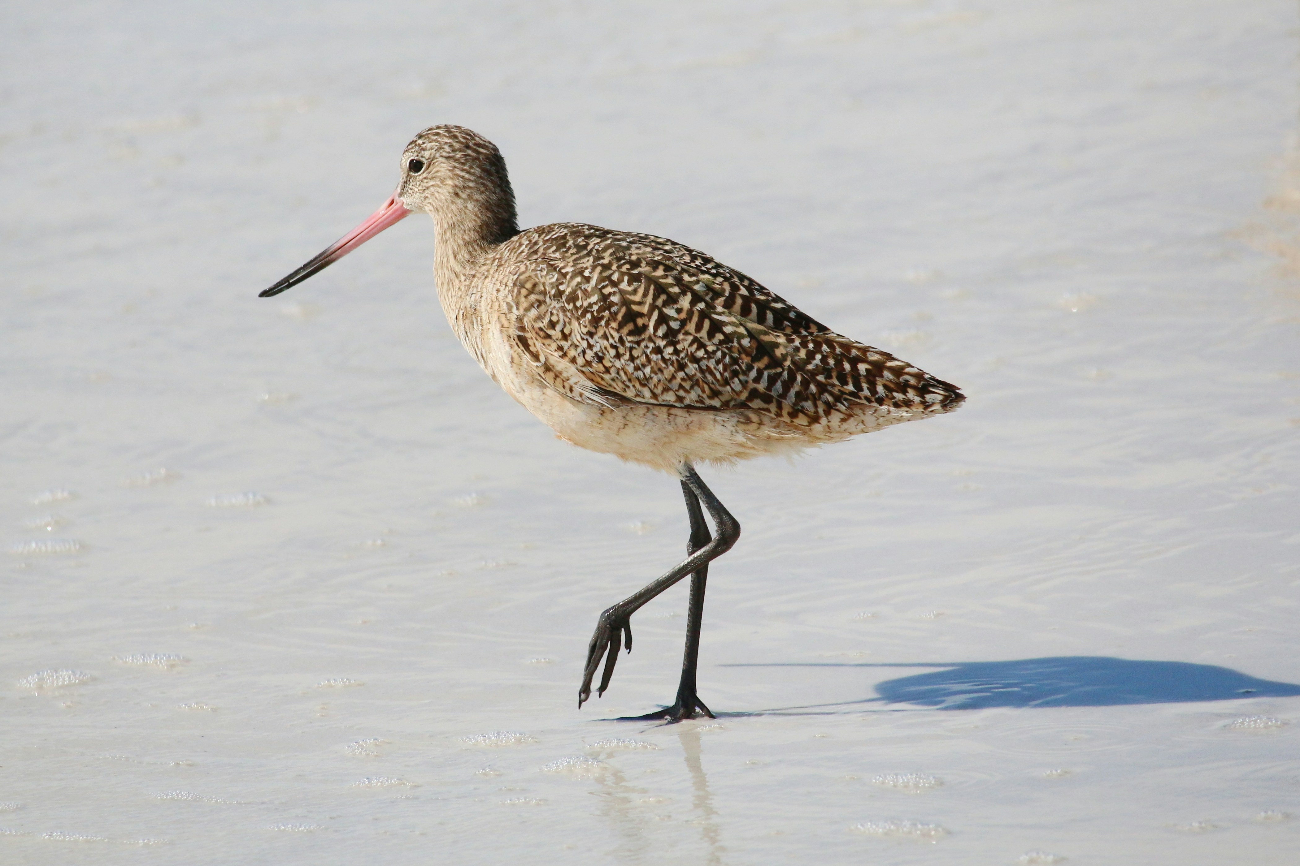 Photo by goldenplover31