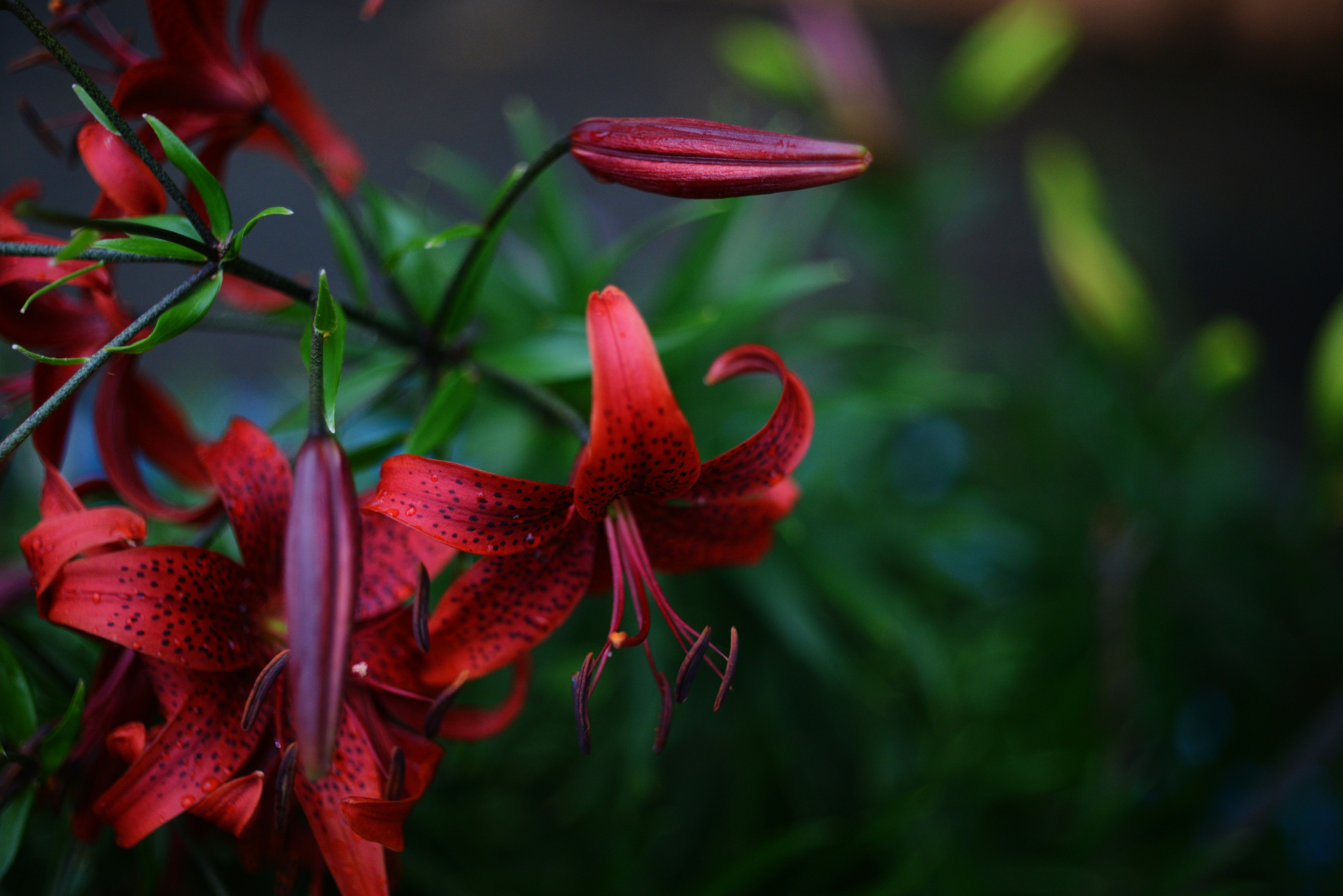 Photo by cherstve_pechivo