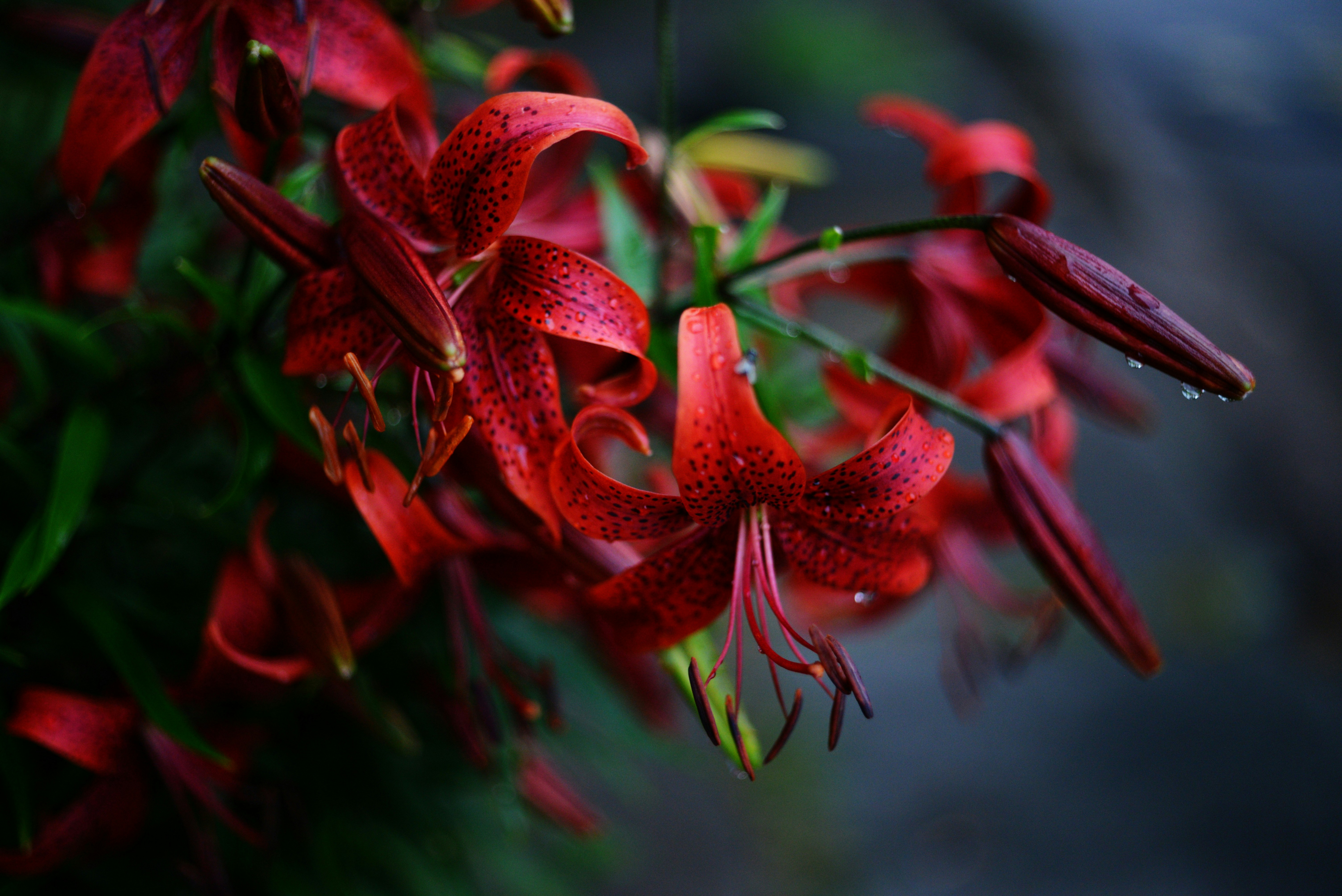 Photo by cherstve_pechivo