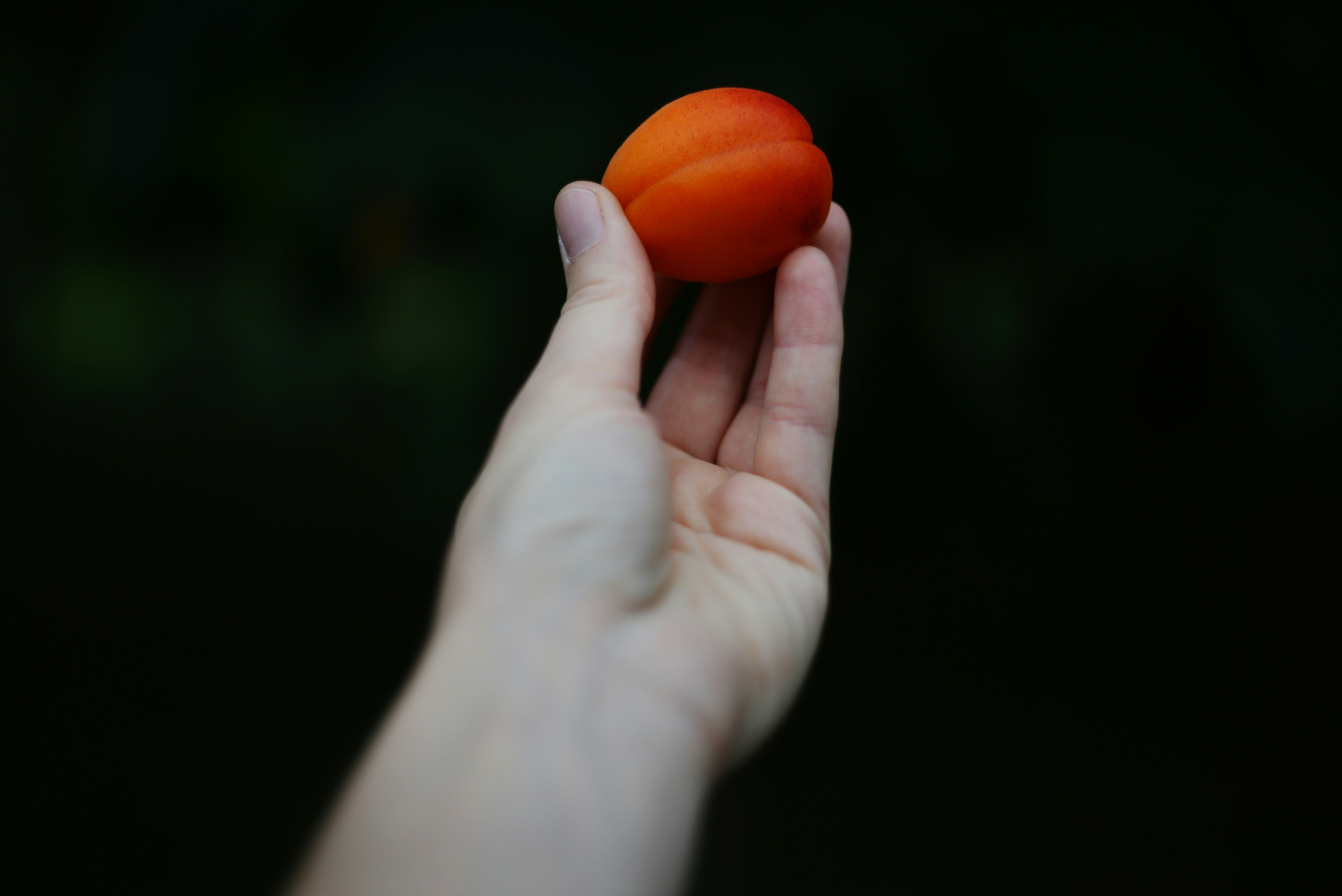 una mano sosteniendo un tomate en la oscuridad