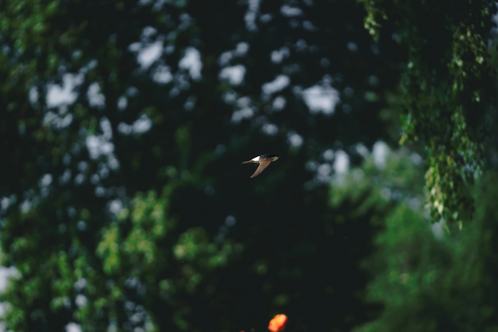 A bird flying in front of a green forest.