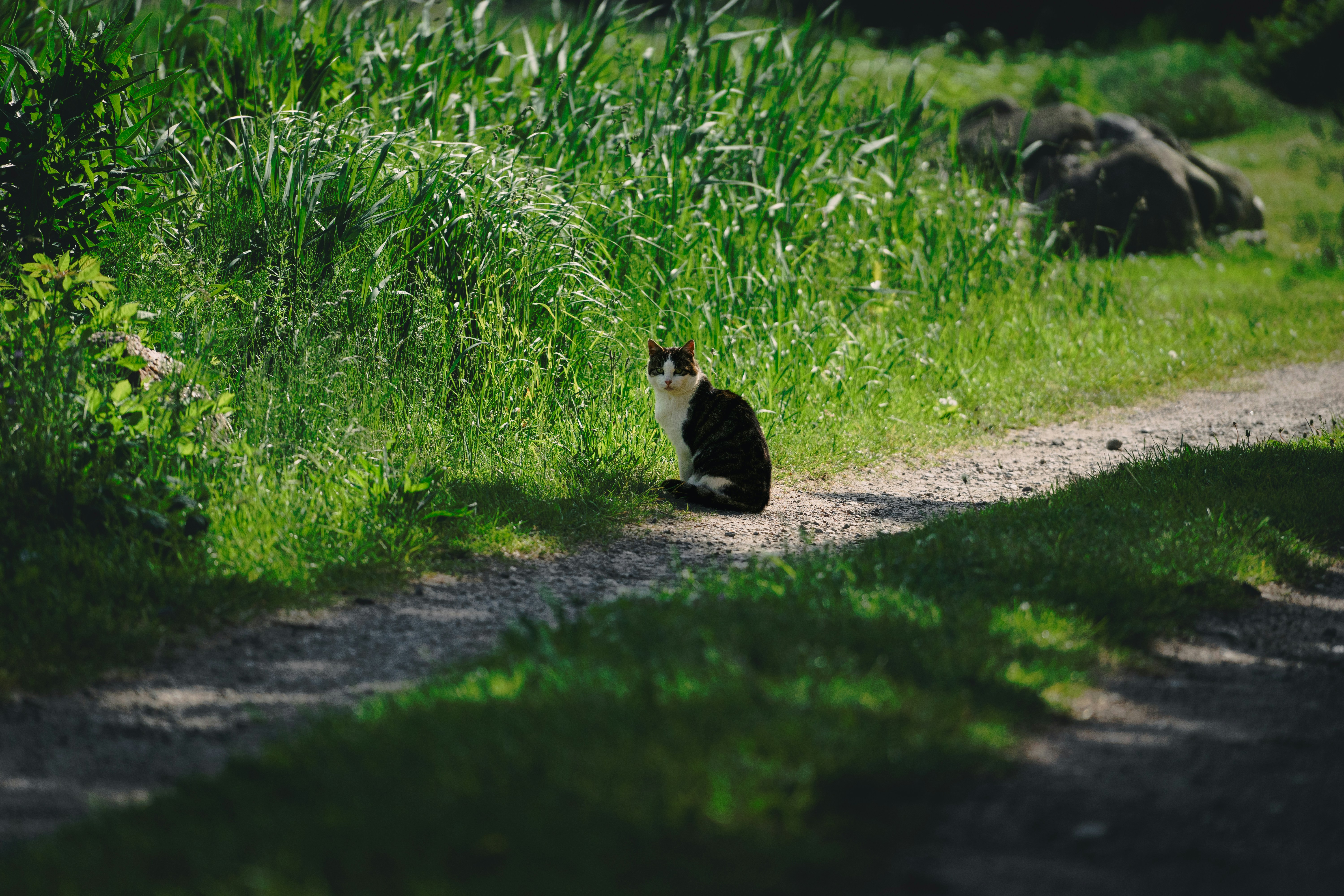 The Solitary Sovereign (image credits: unsplash)