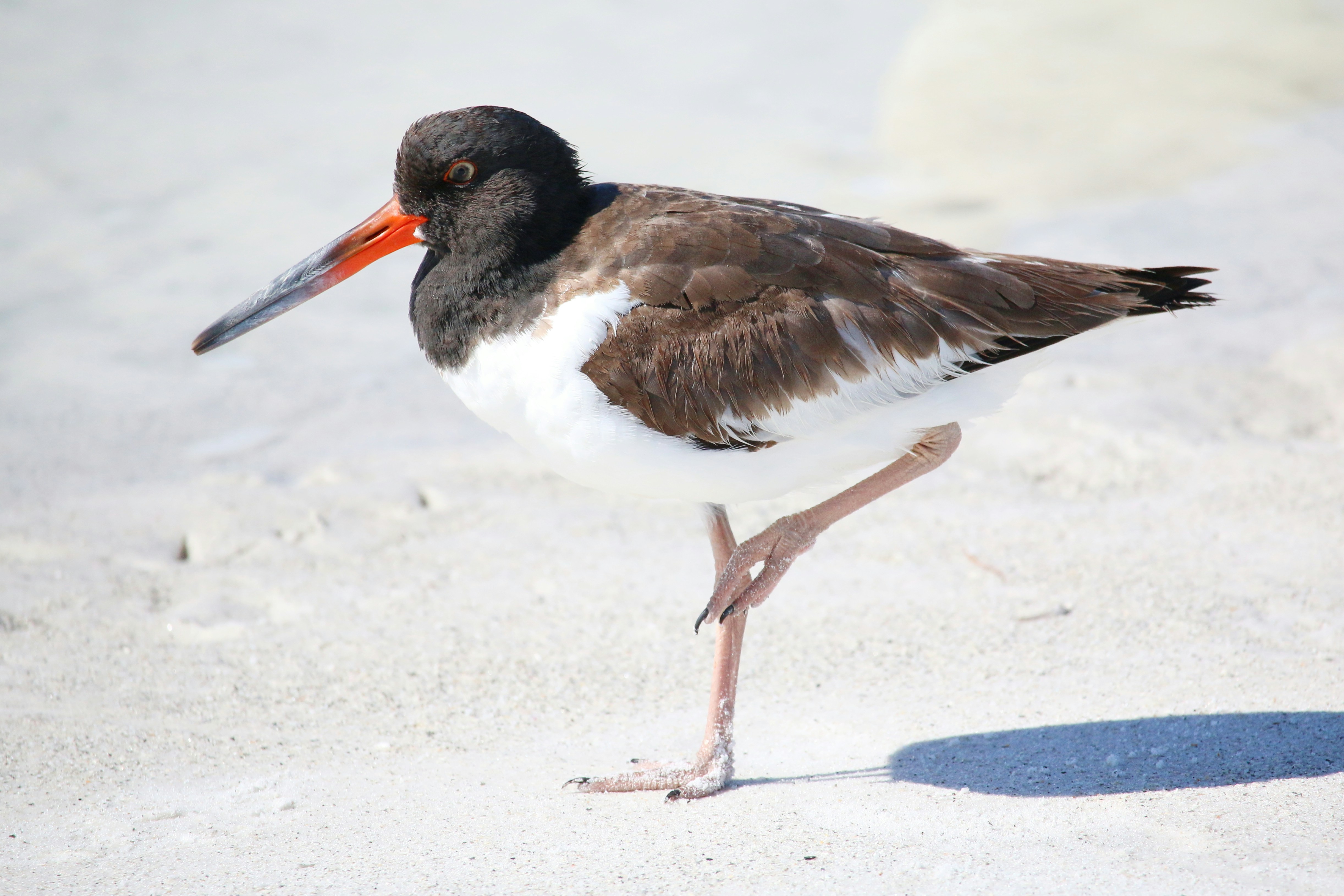 Un oiseau noir et blanc marchant sur une plage