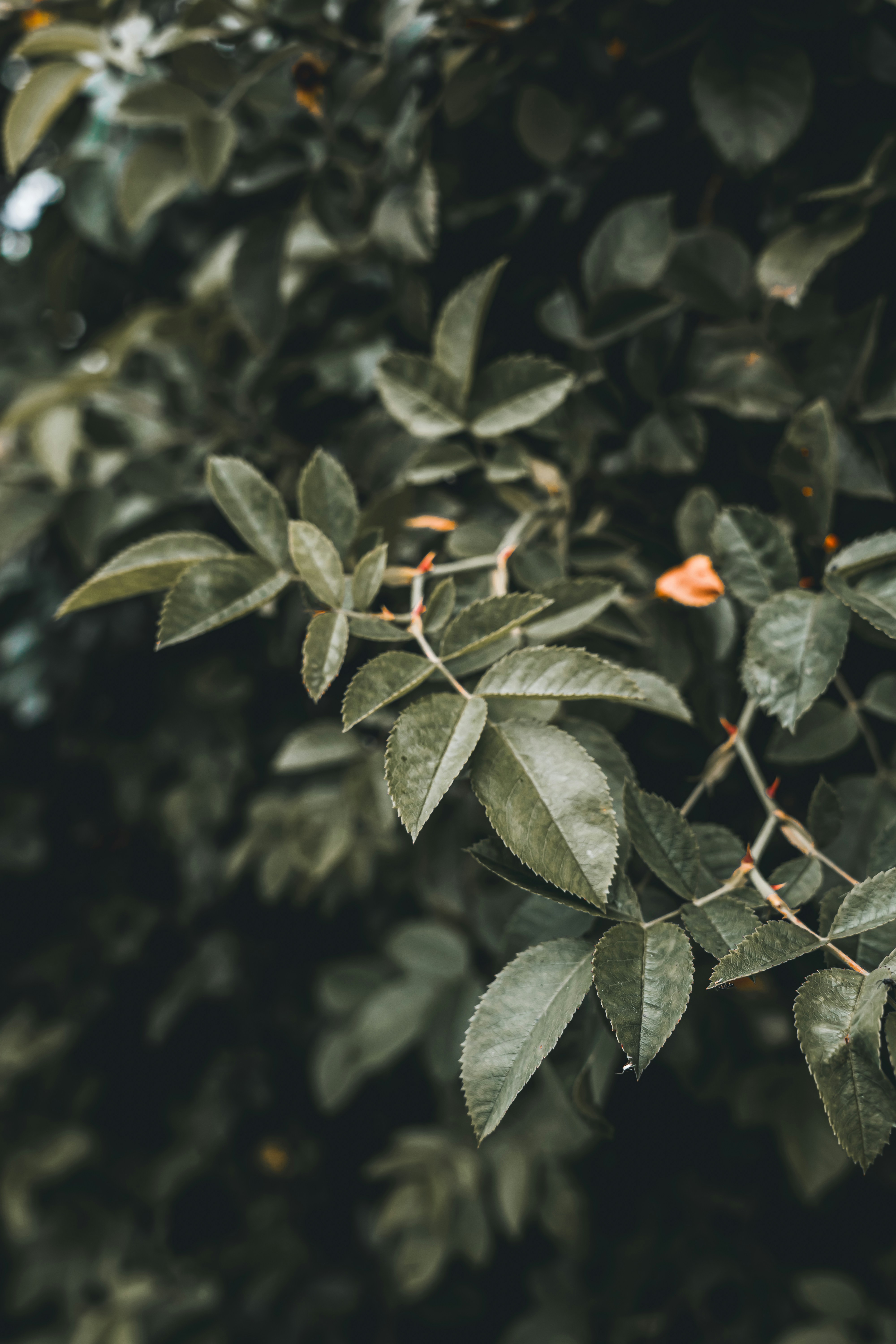 Photo by wojtekpaczes