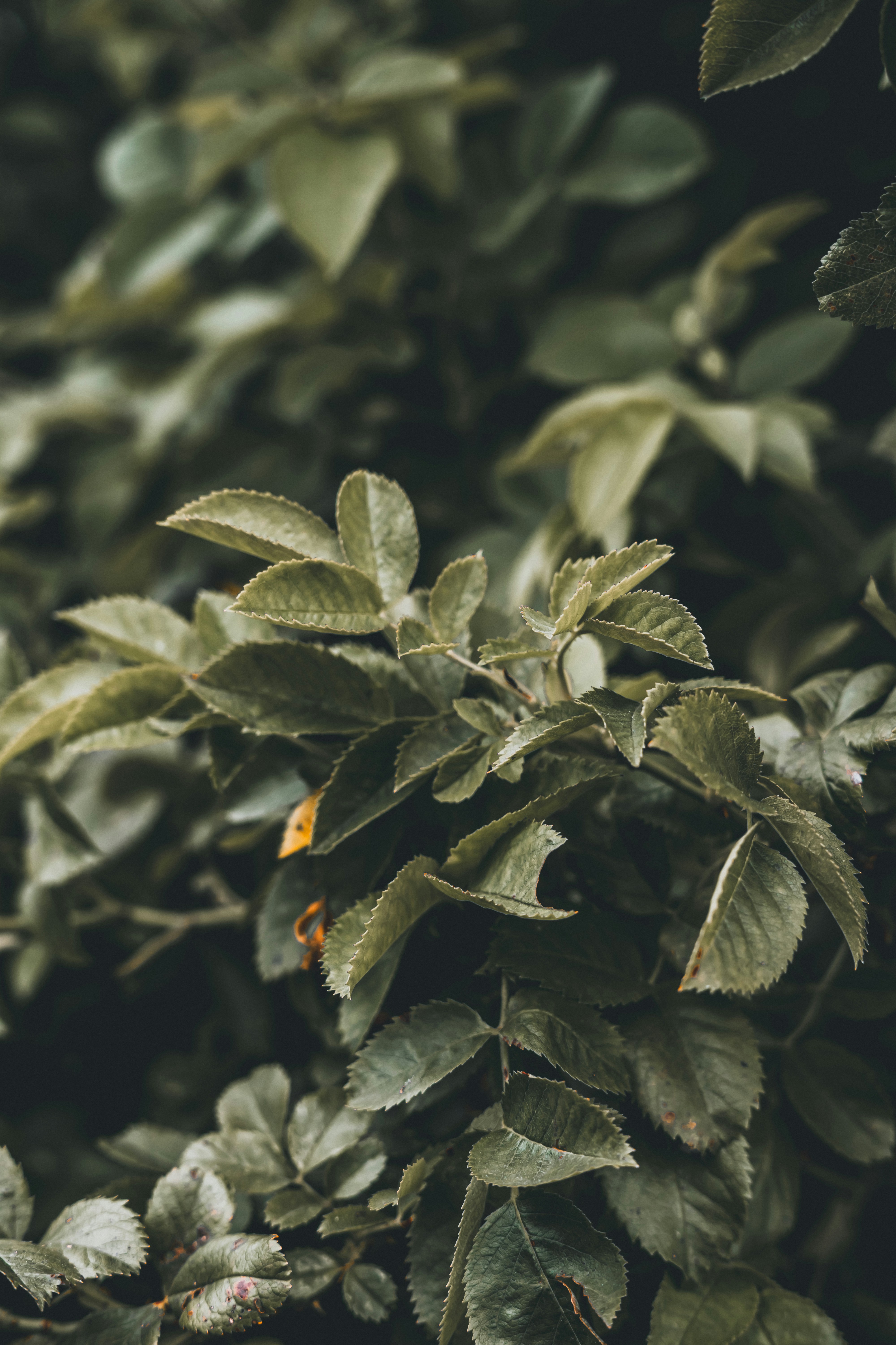 Photo by wojtekpaczes