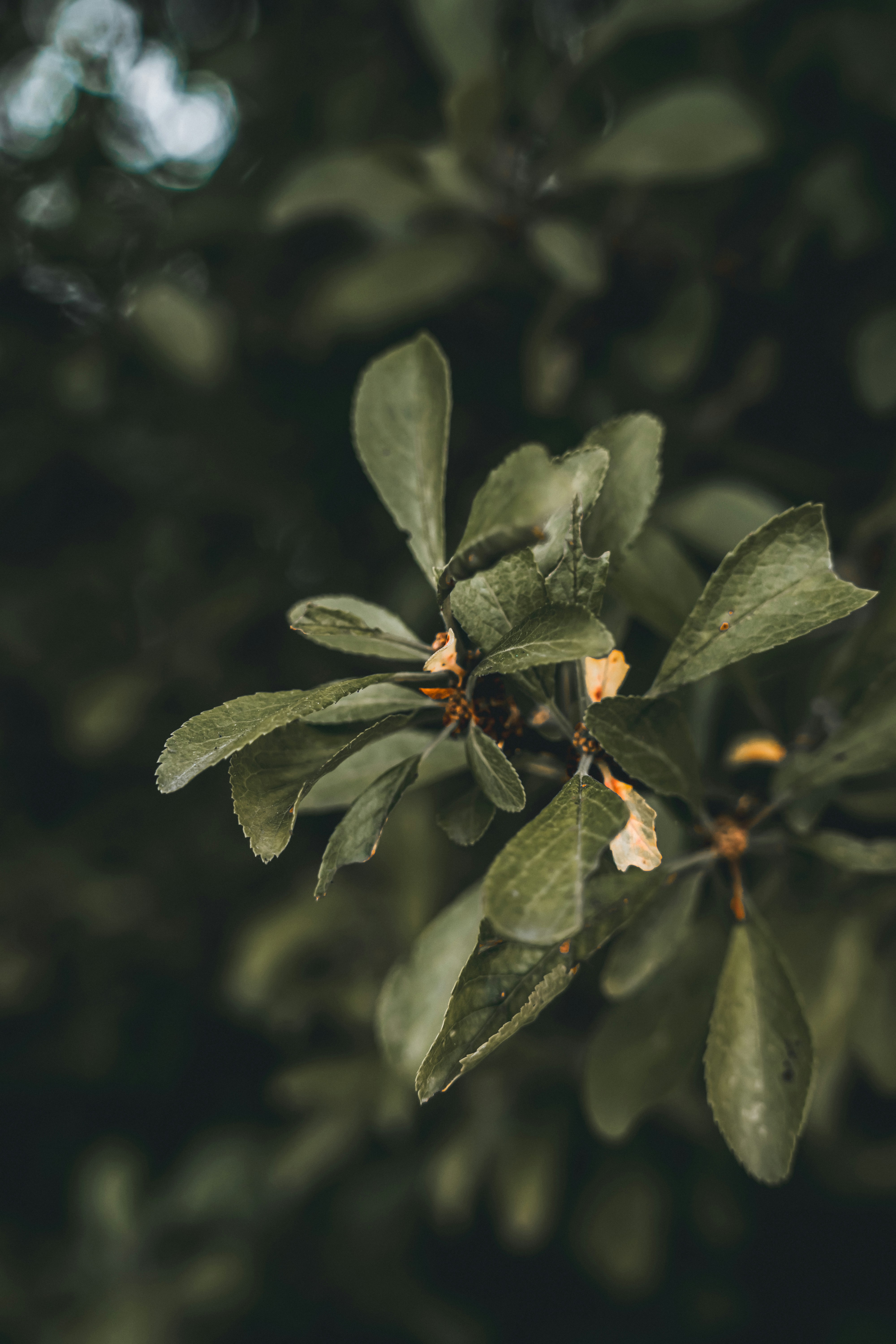 Photo by wojtekpaczes