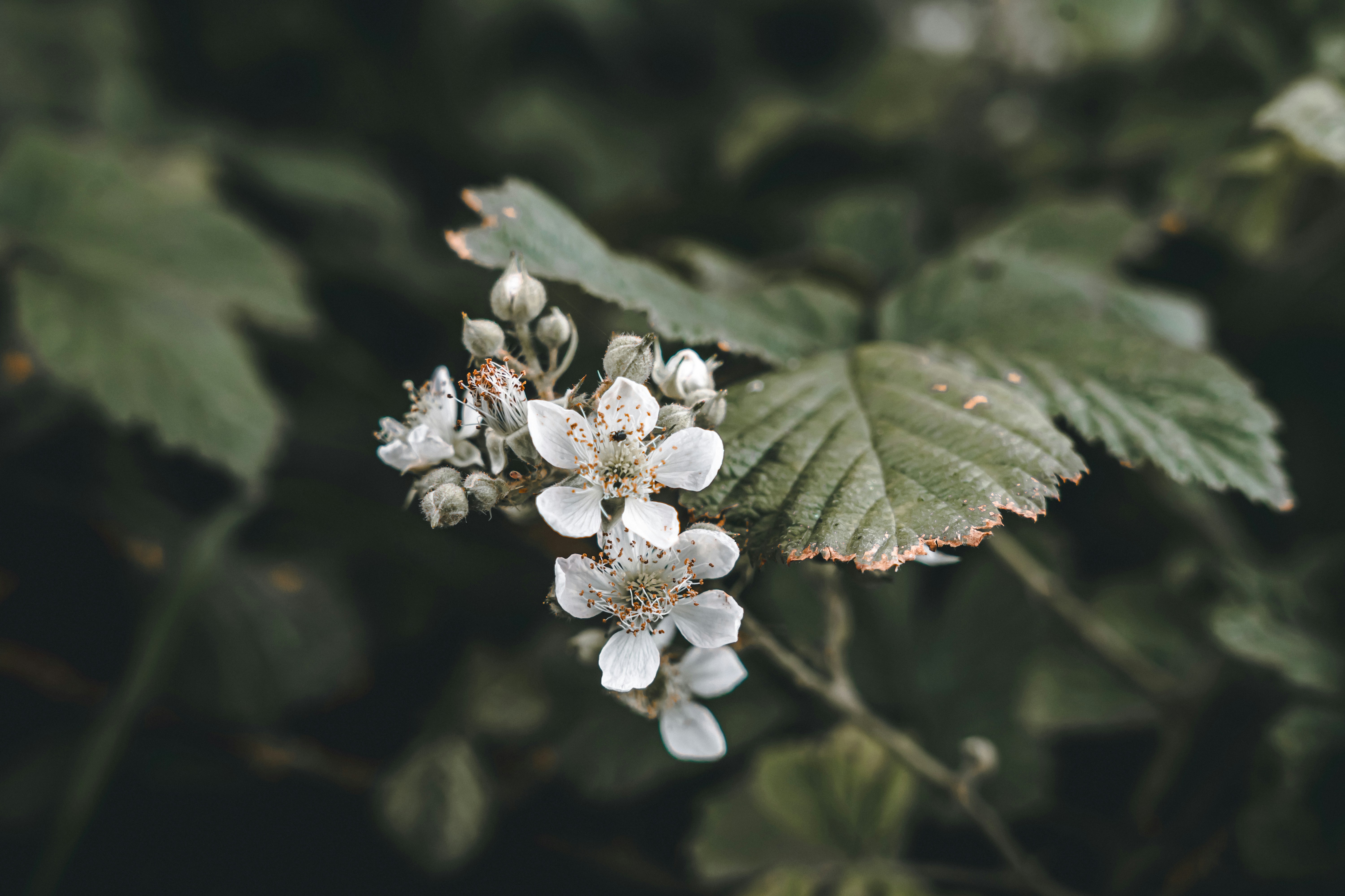 A bunch of white flowers on a tree branch