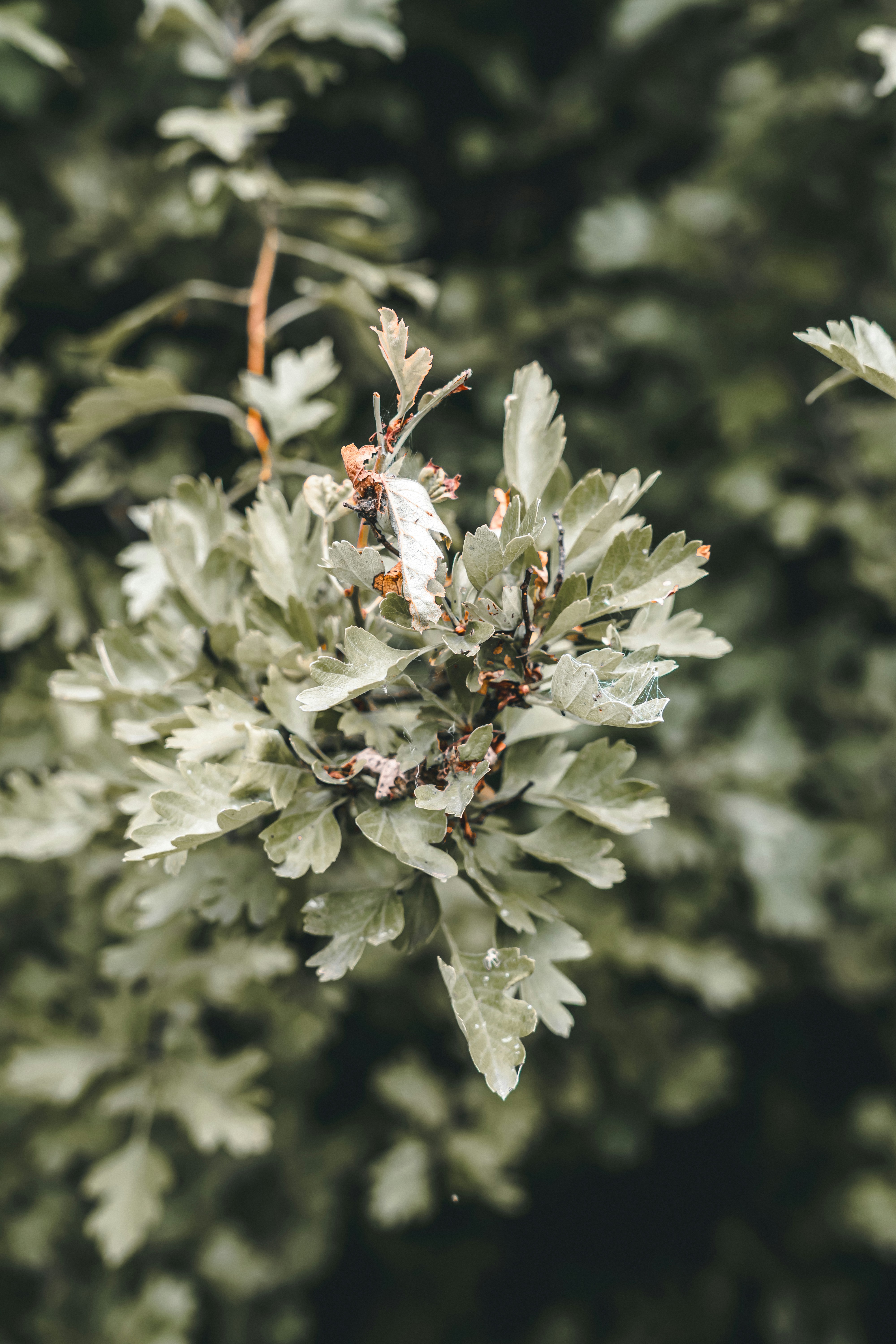 Photo by wojtekpaczes