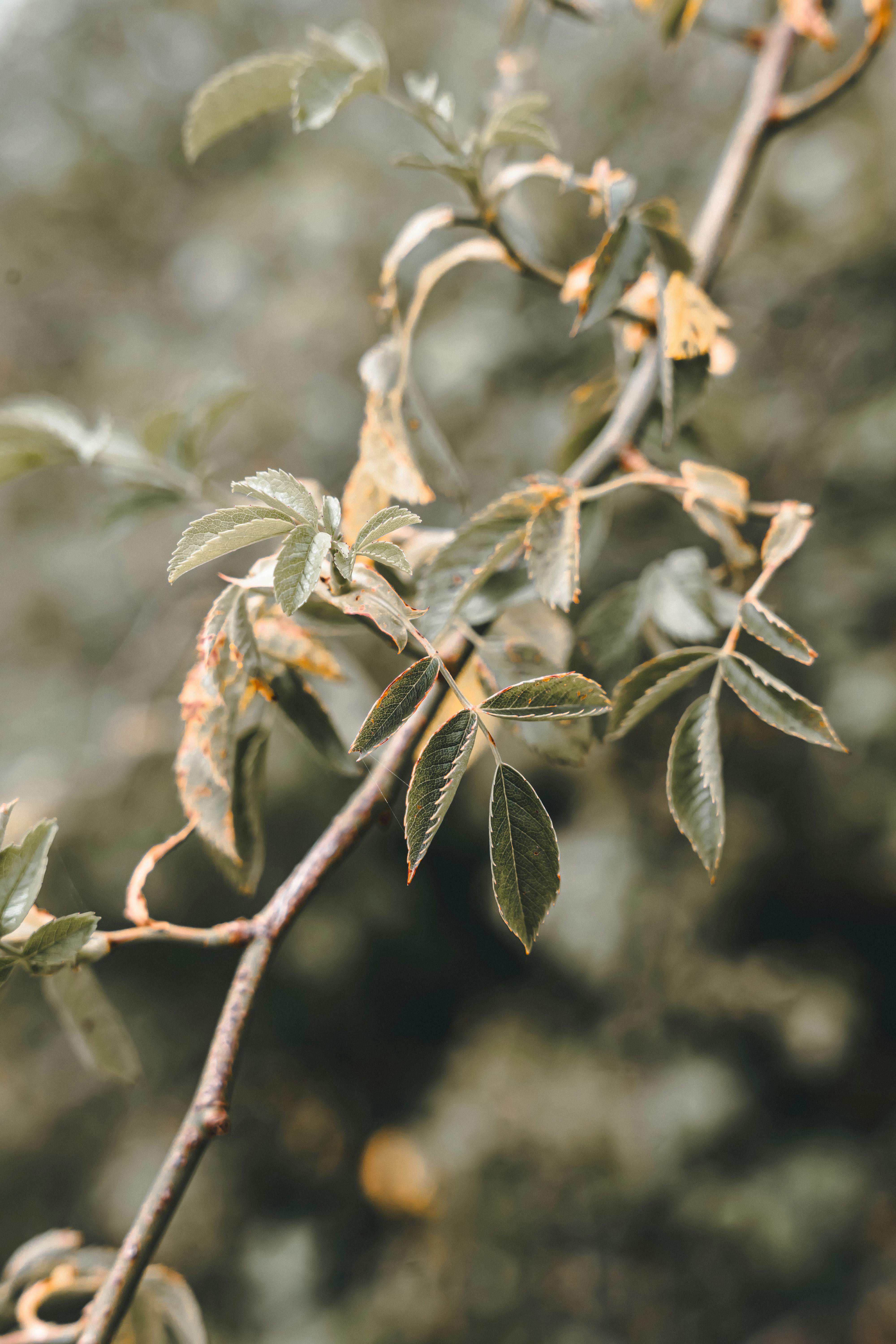 Photo by wojtekpaczes