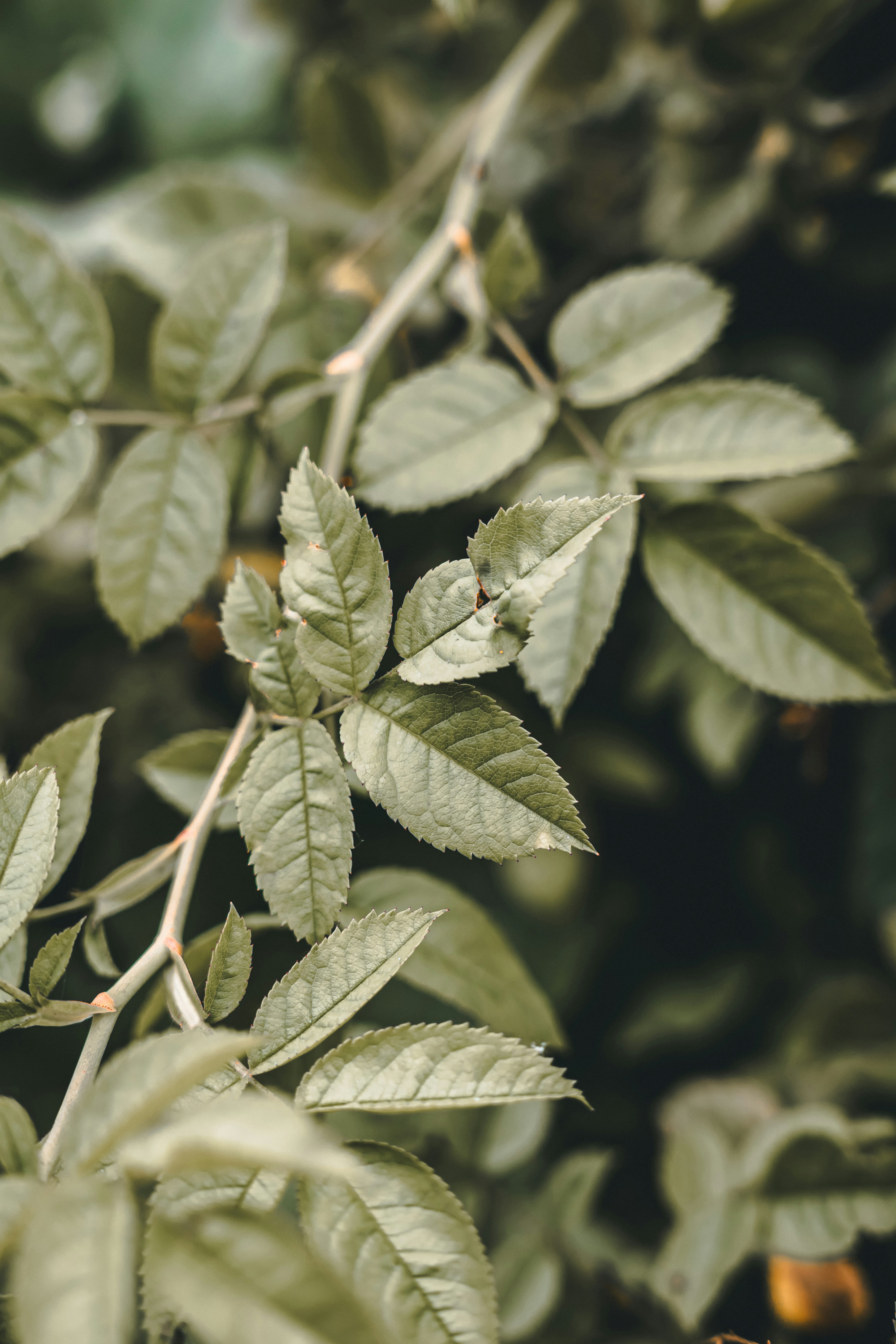 Photo by wojtekpaczes