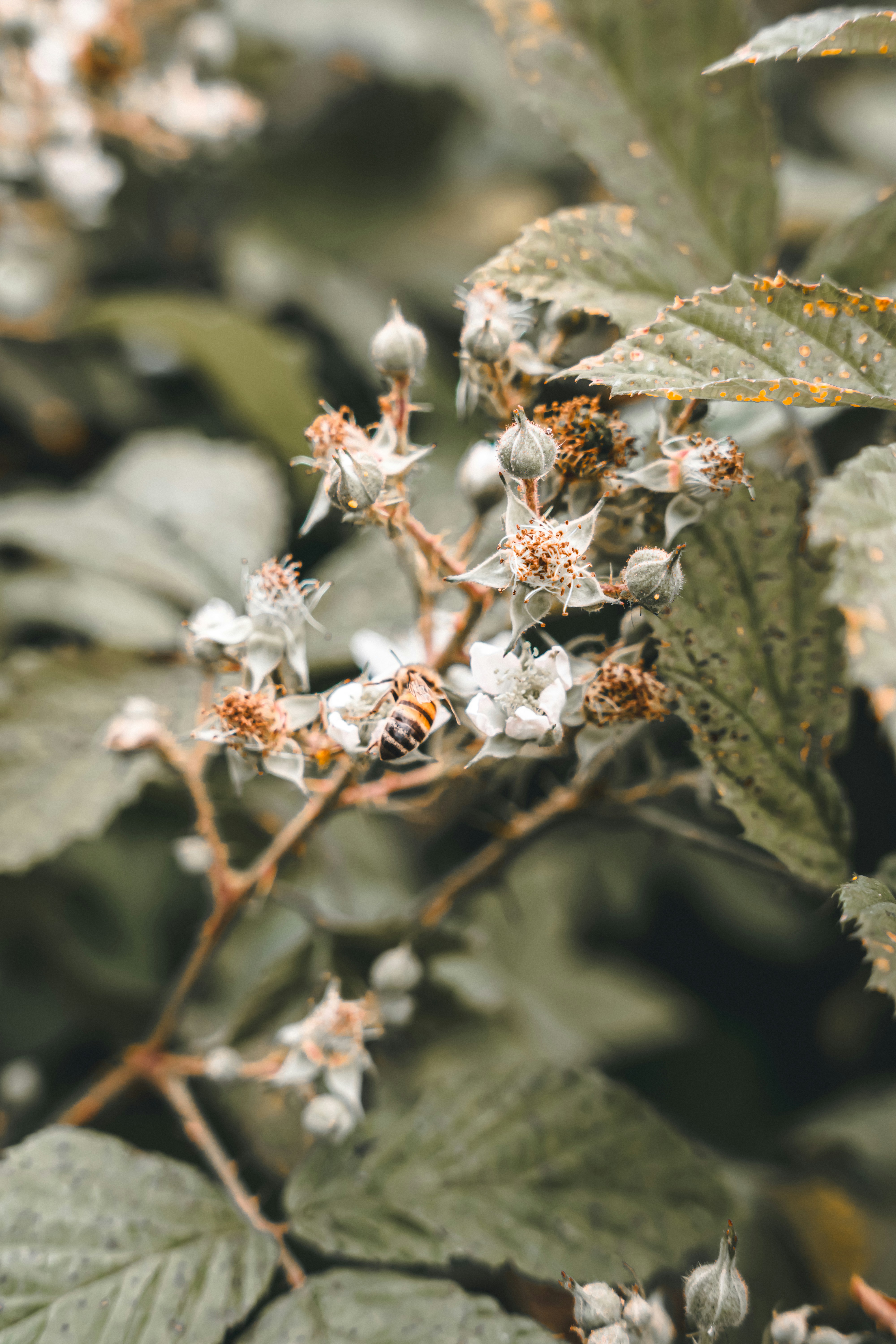 A plant with white flowers and green leaves