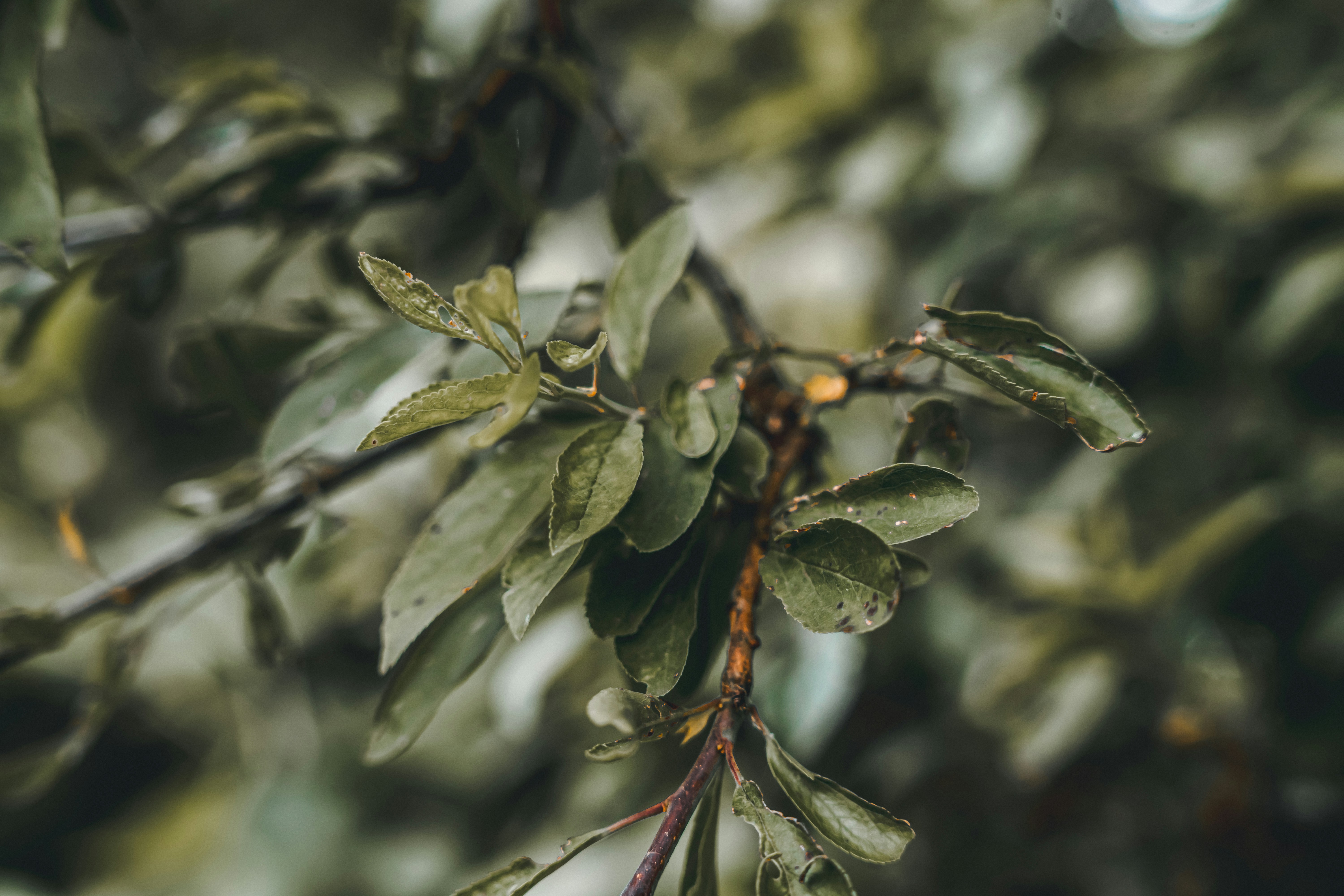 Photo by wojtekpaczes