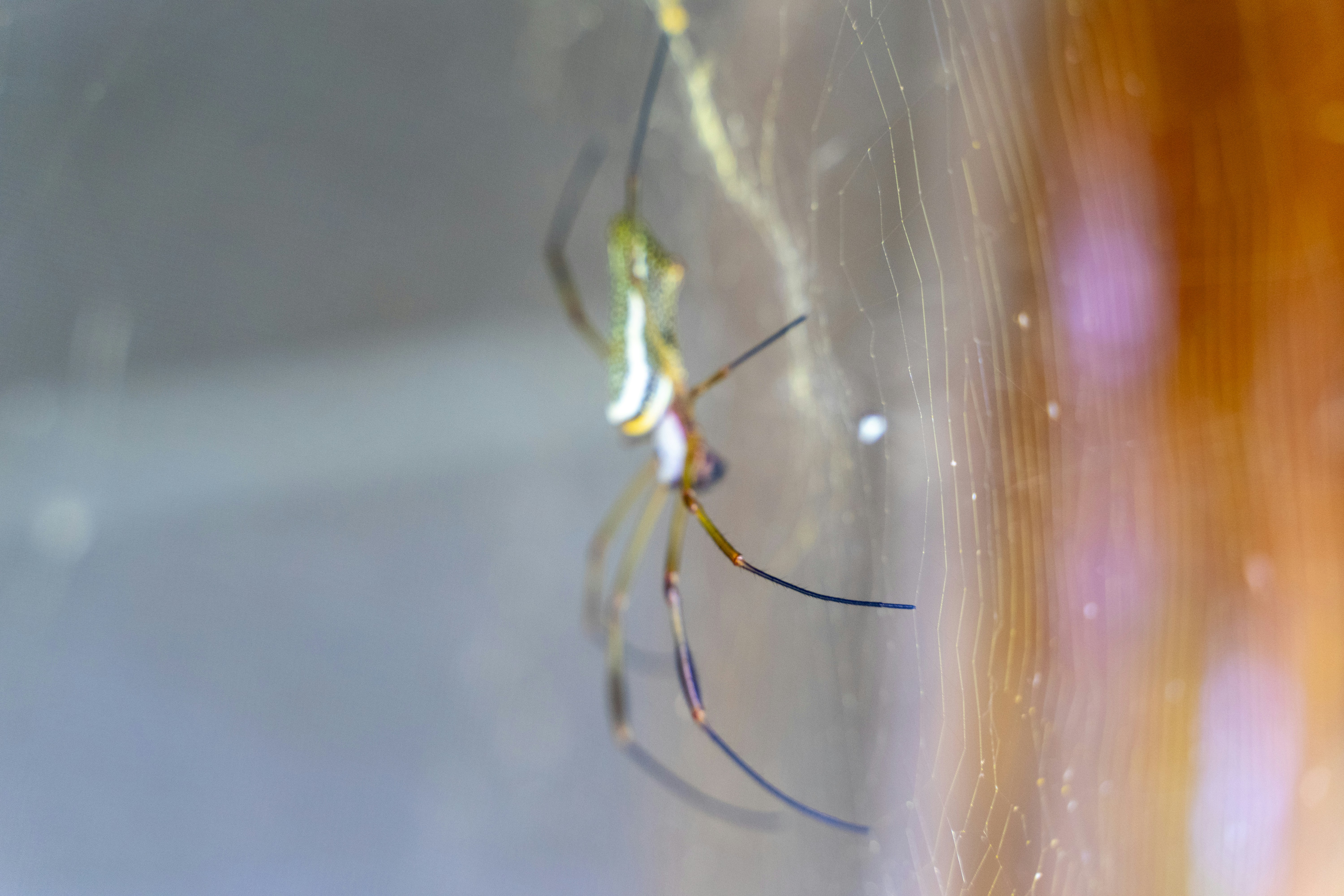 A close up of a spider on a wall