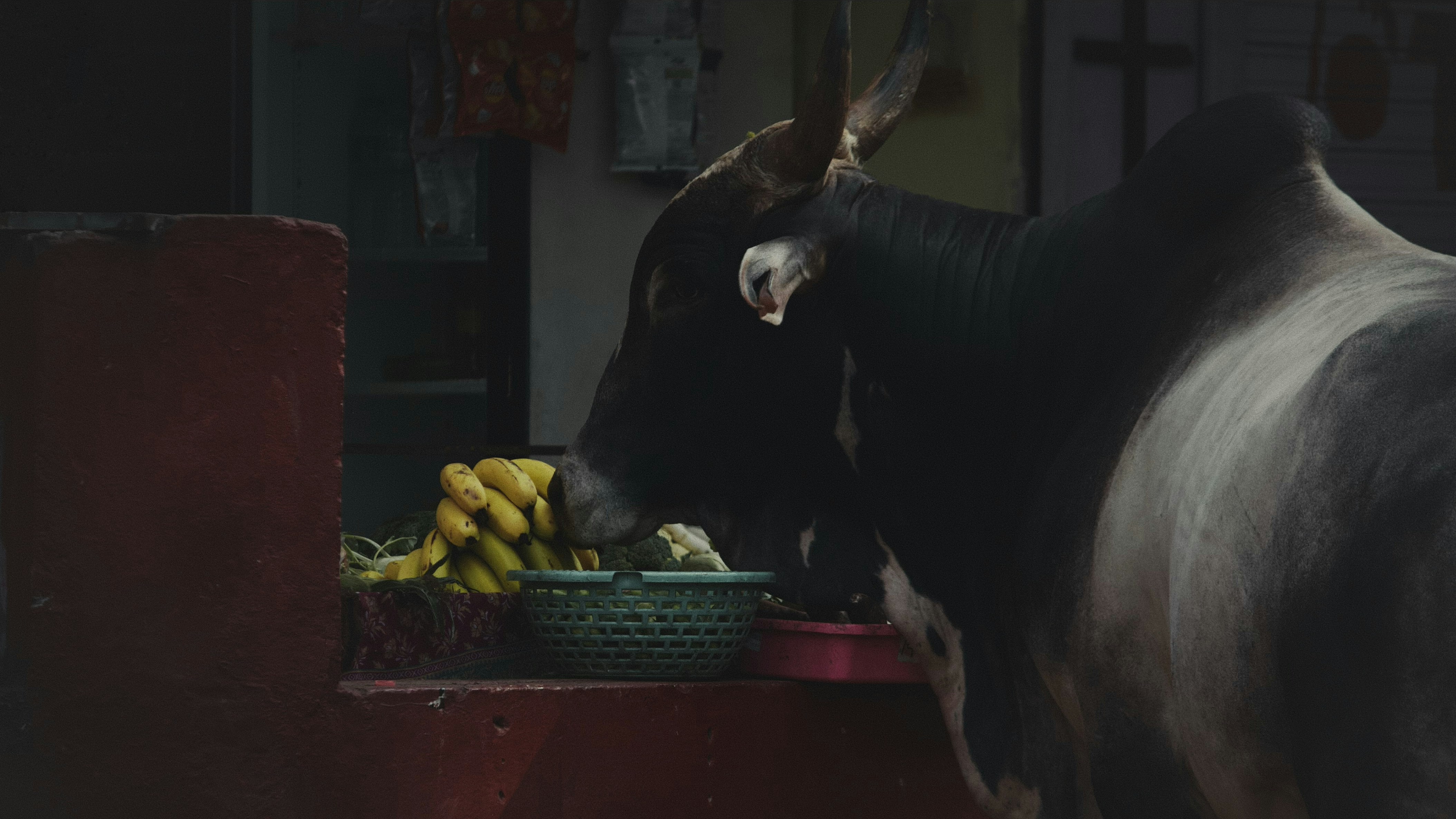 A cow standing next to a pile of fruit