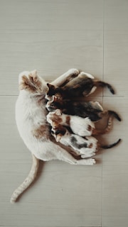 Two cats playing with each other on the floor
