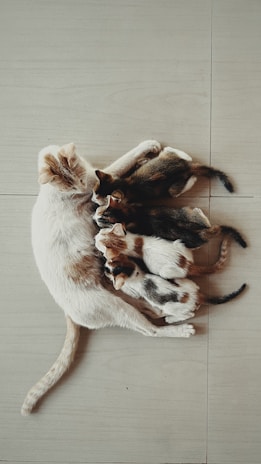 Two cats playing with each other on the floor