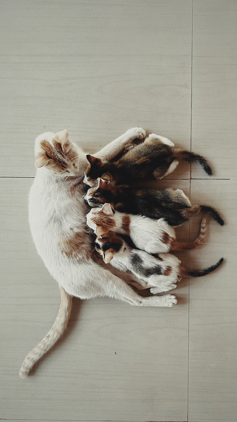 White cat lies on its side with brown spots, surrounded by multiple felines resting