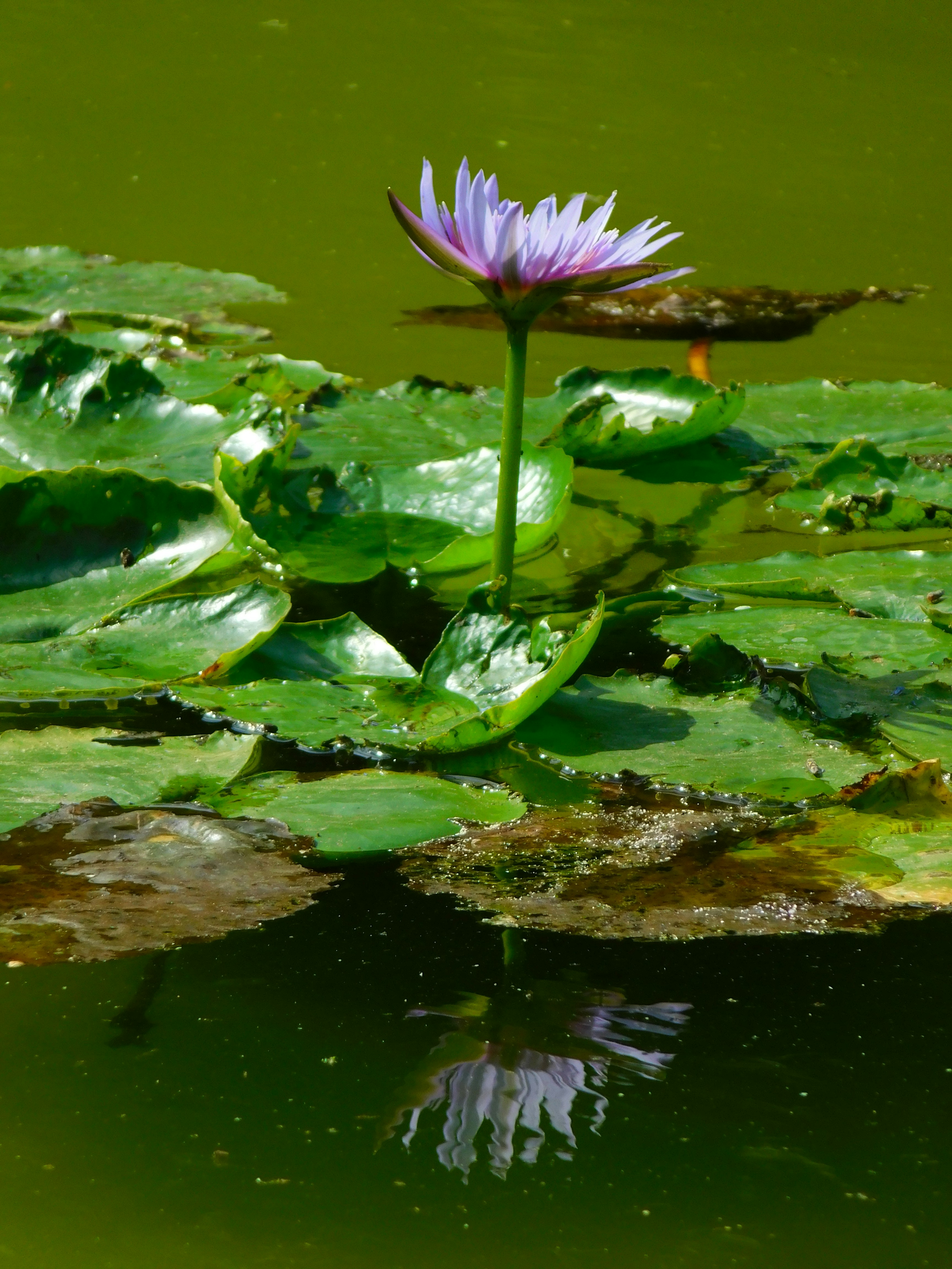 uma flor roxa sentada em cima de uma almofada de lírio verde
