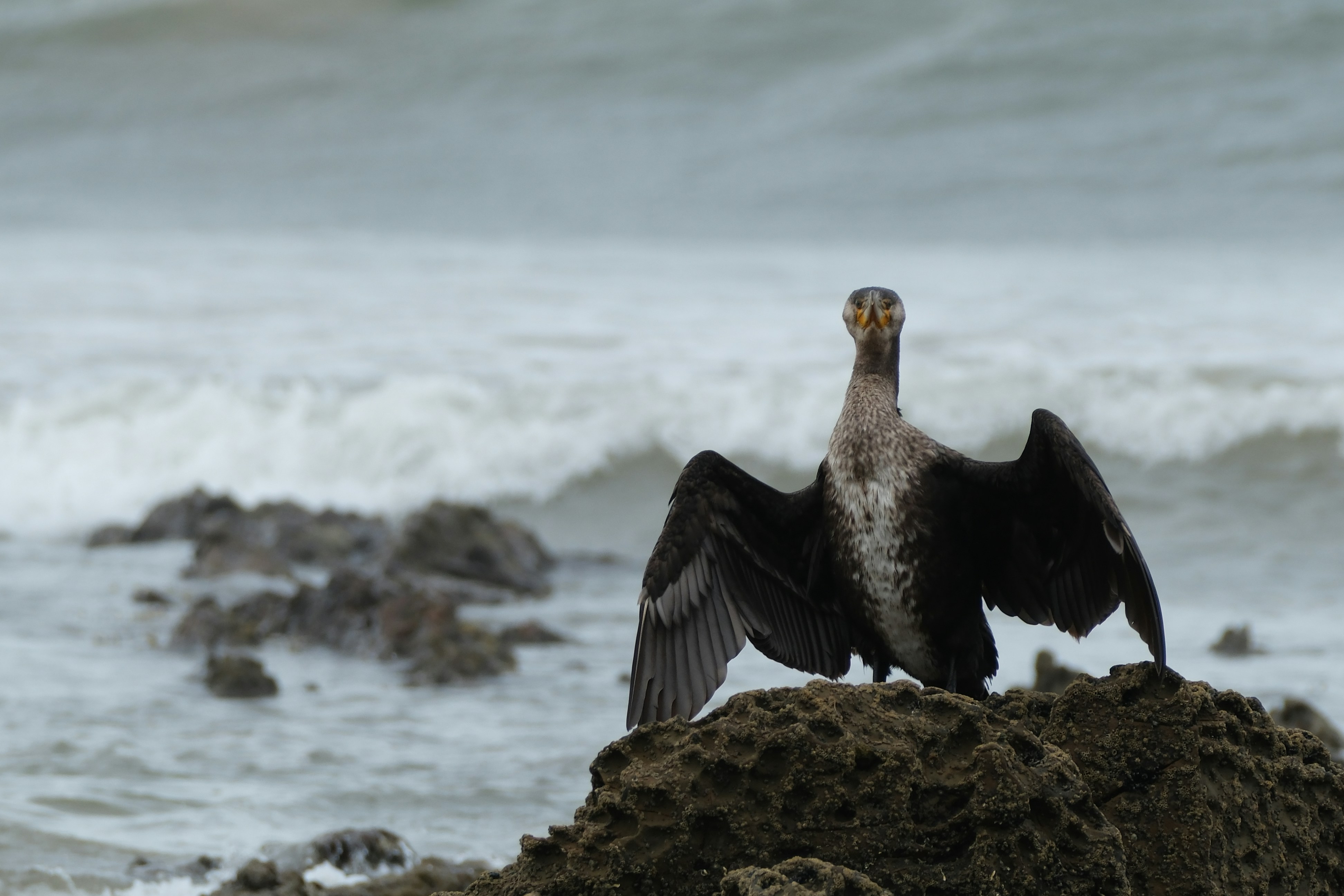 A bird sitting on top of a rock near the ocean