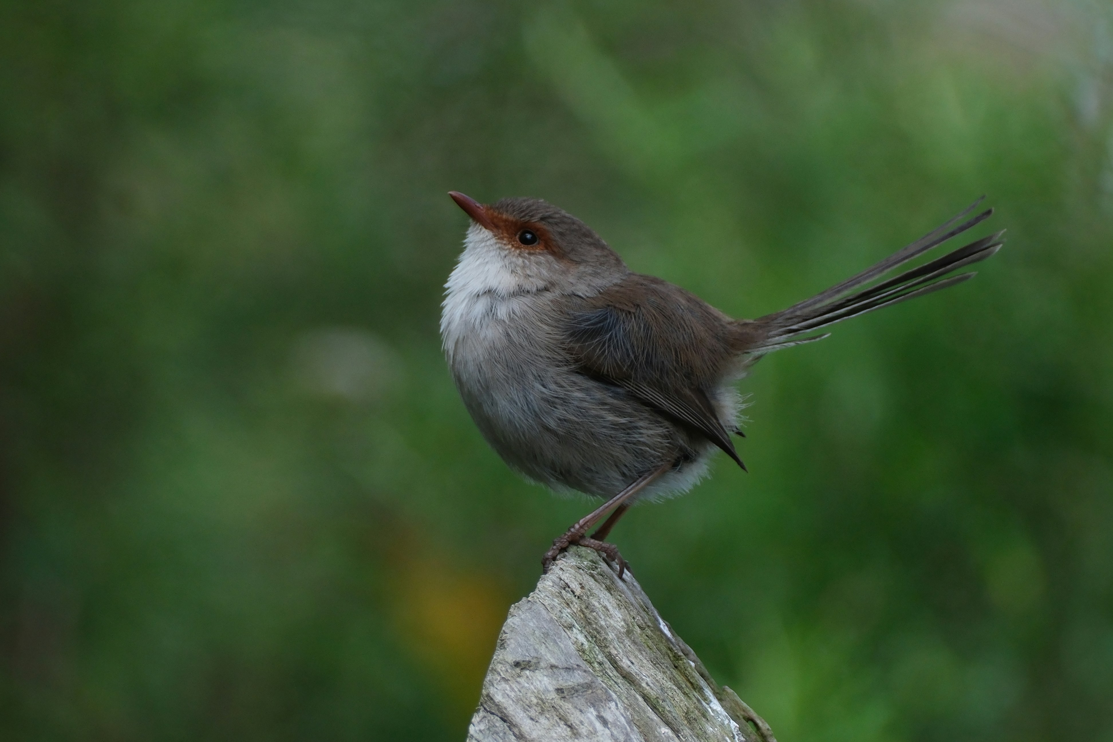 Un petit oiseau assis au sommet d’un poteau en bois