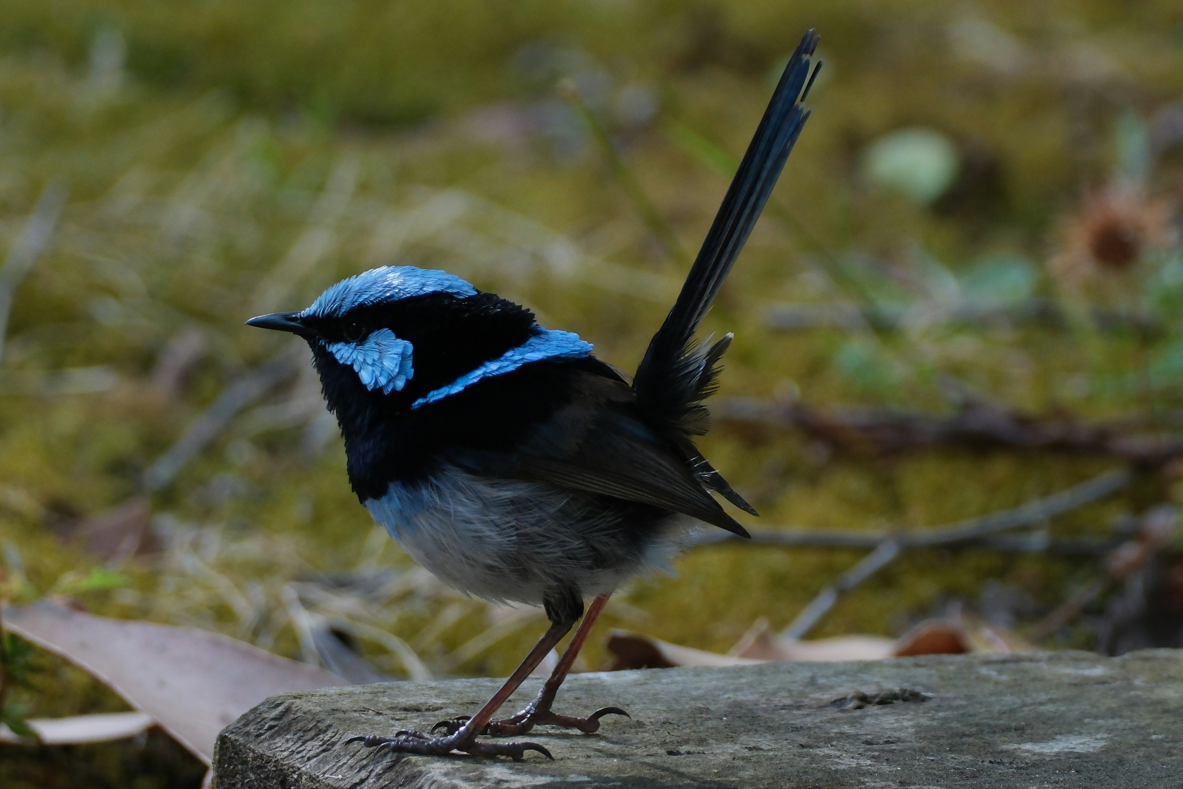 The Alert Wren: Tiny Body, Big Energy (image credits: unsplash)
