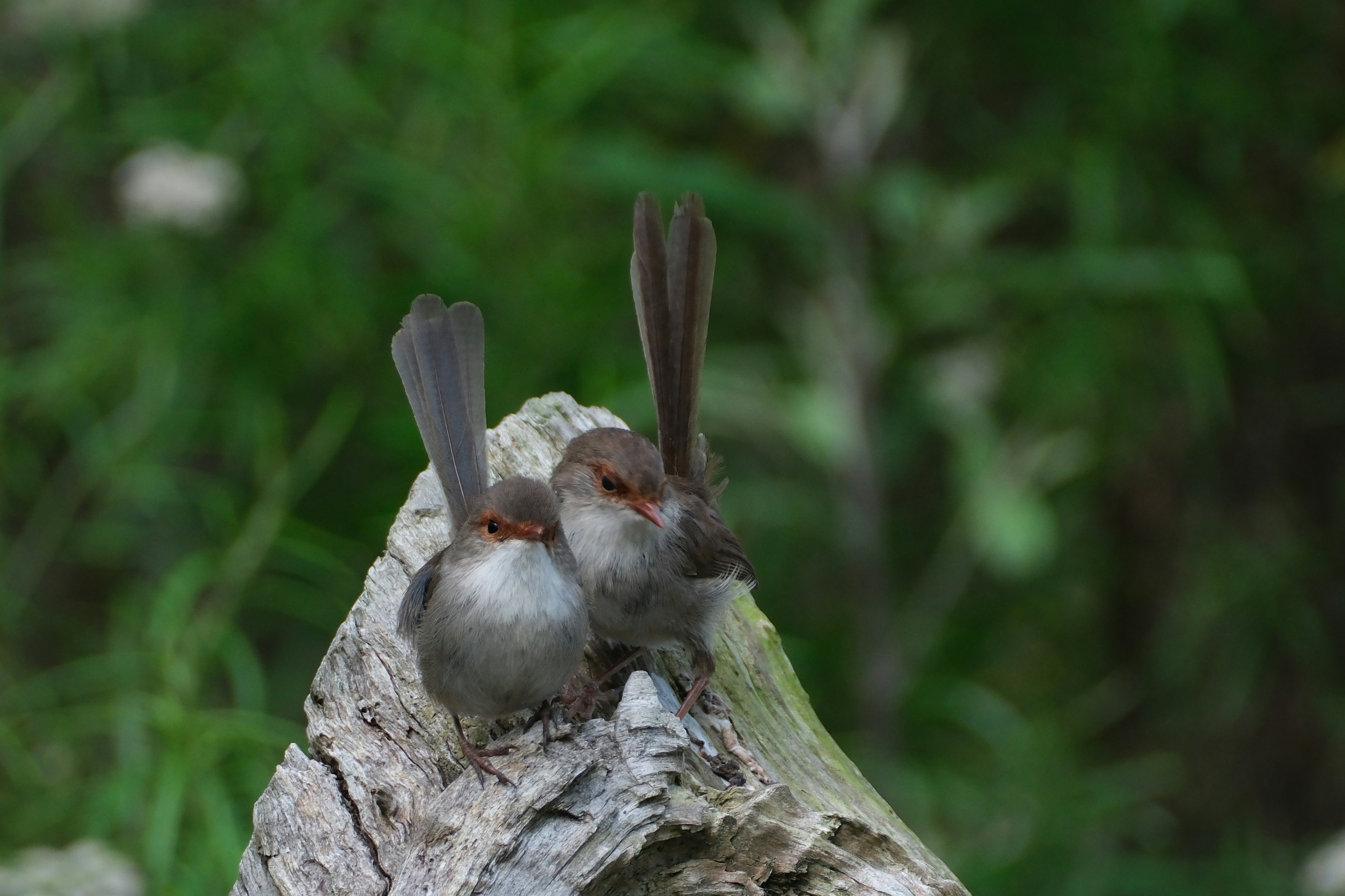 Un couple d’oiseaux assis au sommet d’une souche d’arbre