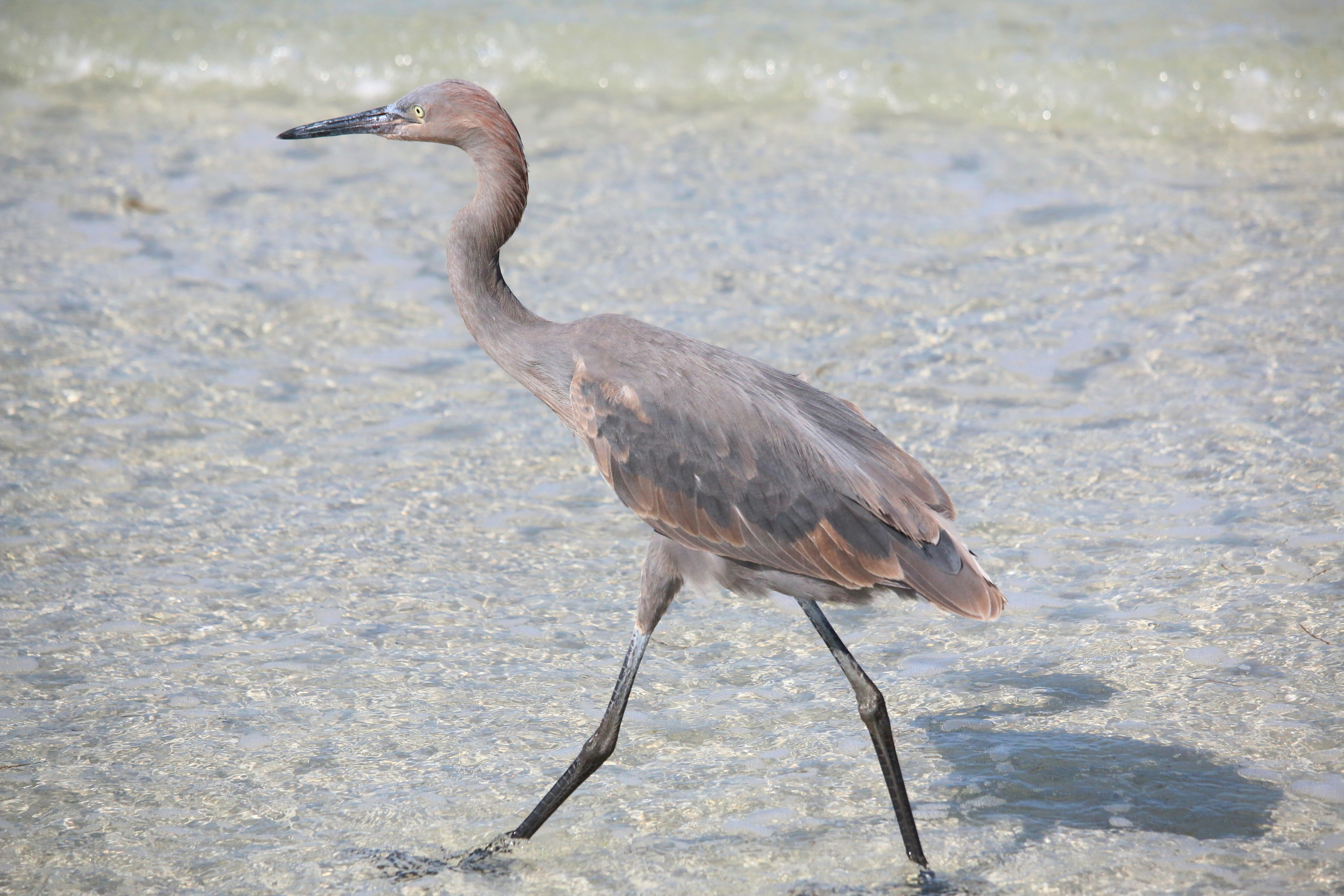 un oiseau marchant dans l’eau peu profonde sur une plage