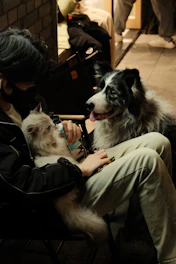 a person sitting on a bench with two dogs