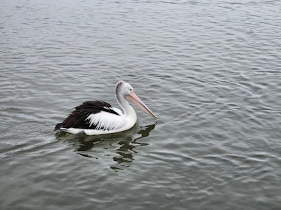 A large waterbird on the lake at St James's Park, London