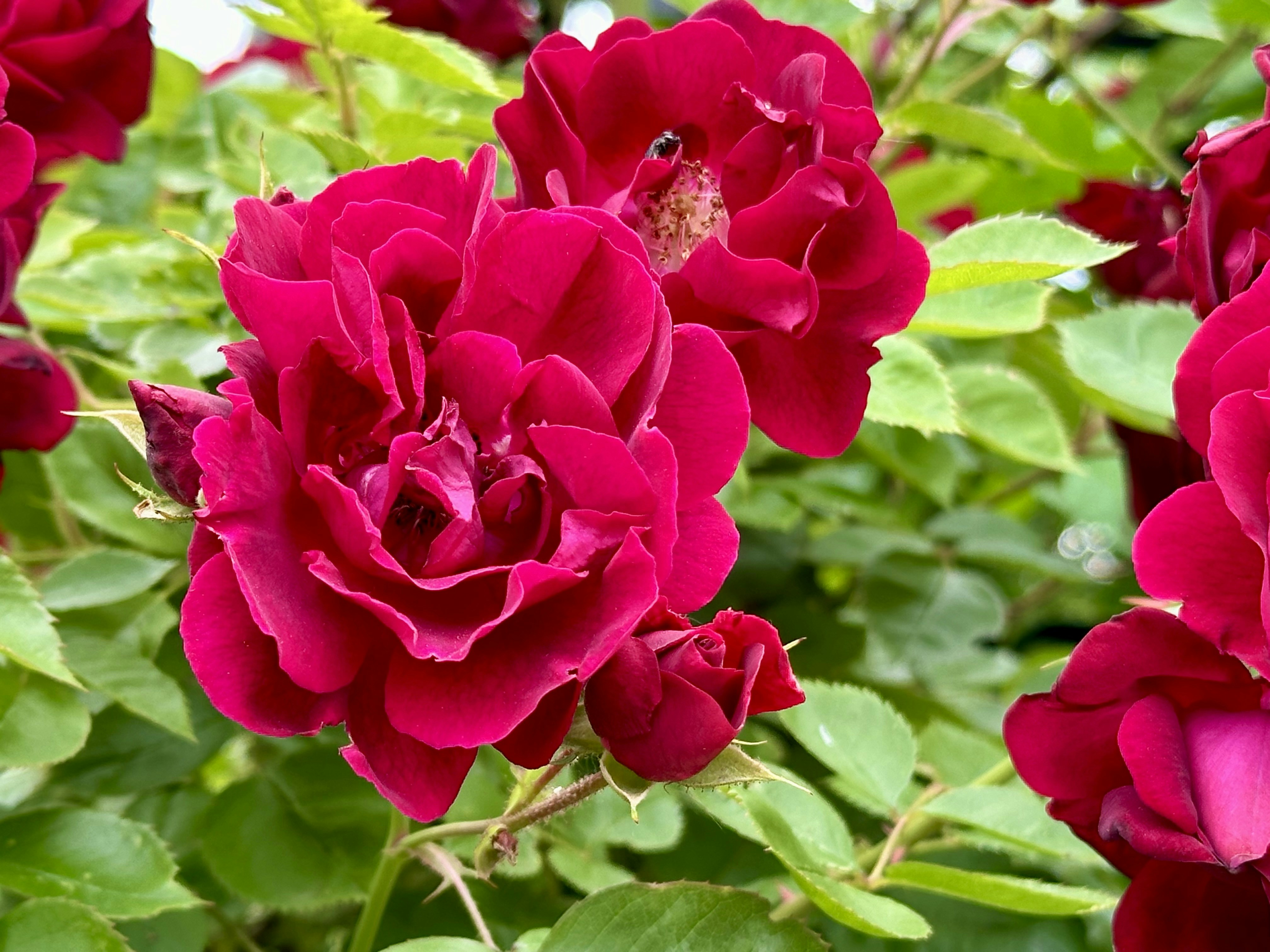 a group of red roses with green leaves