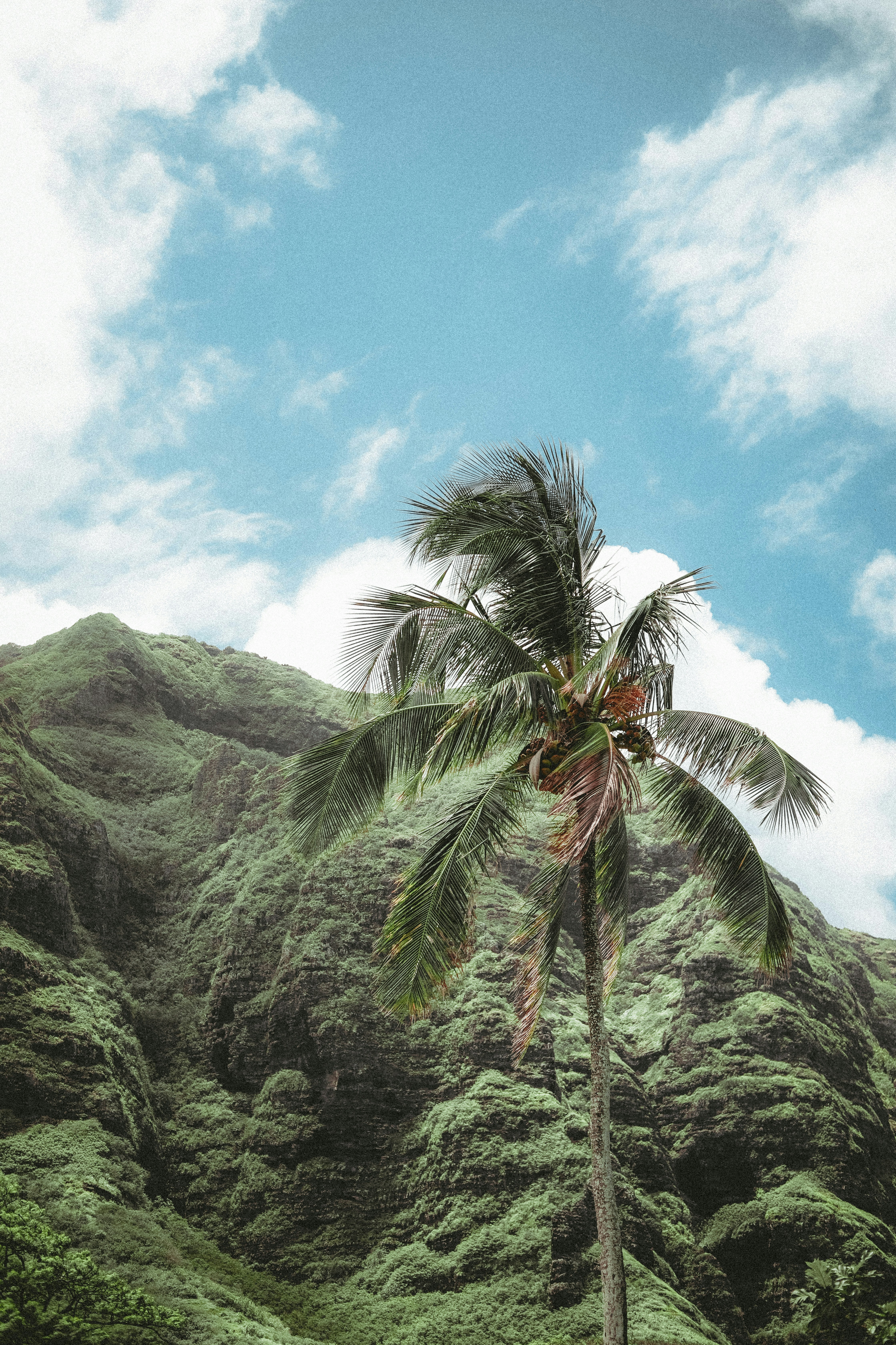 a palm tree on the side of a mountain