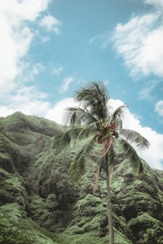 palm tree trimming services in honolulu, hawaii