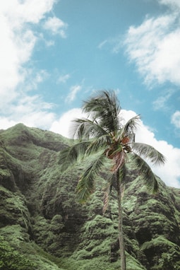 palm tree trimming services in honolulu, hawaii