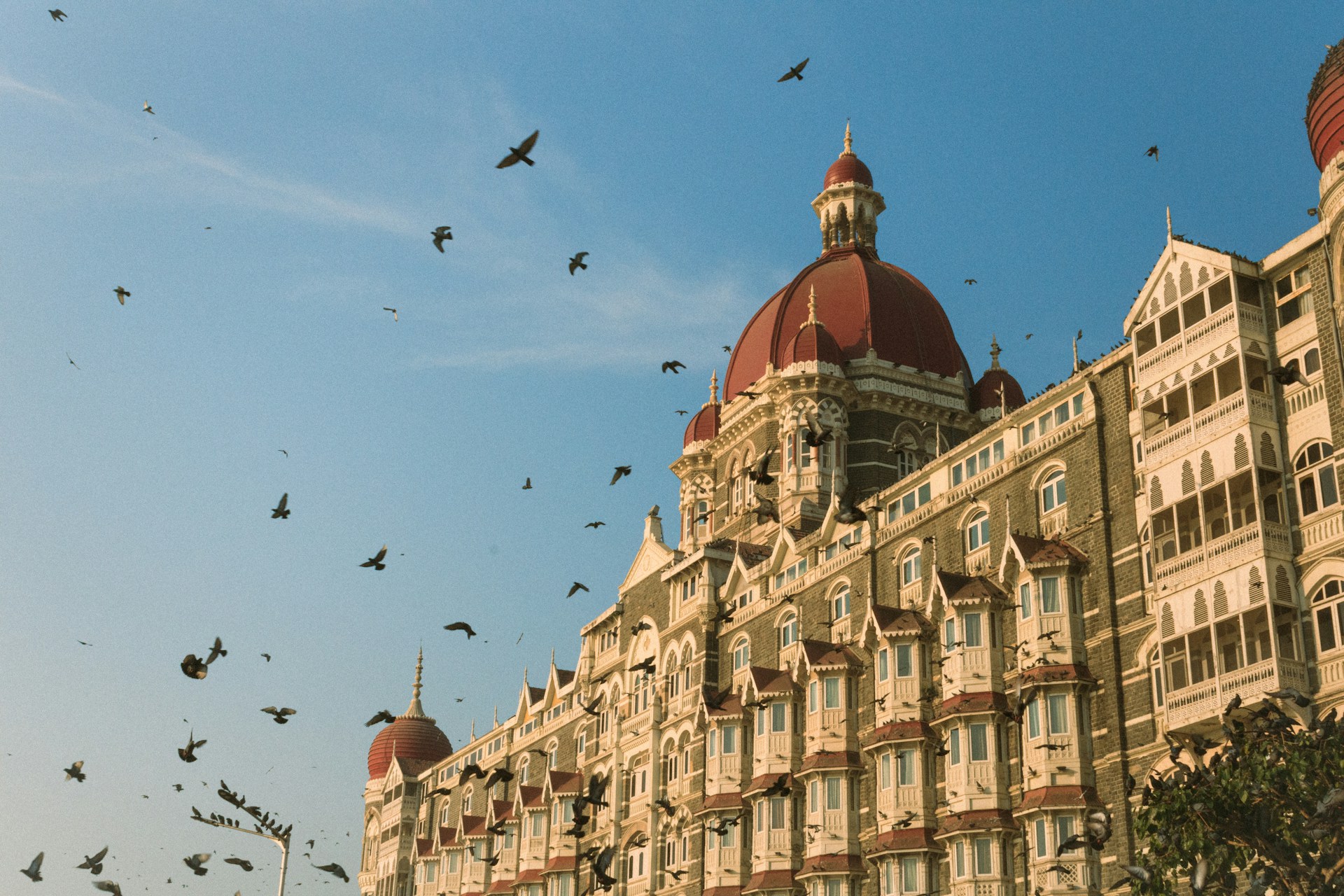 a flock of birds flying over a large building
