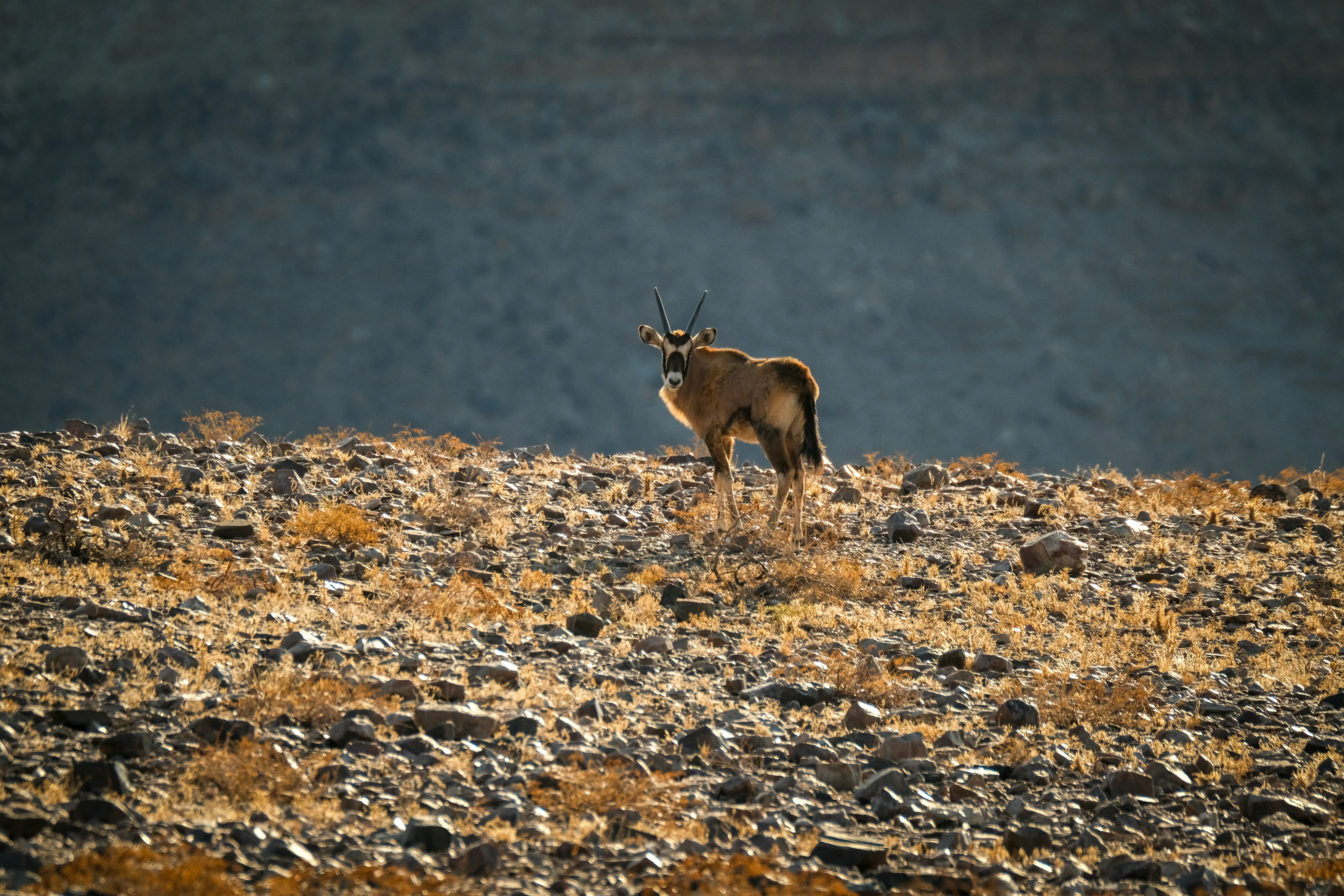 Photo by francesco_ungaro