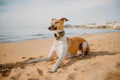 Wren lying on a sandy beach in the sun
