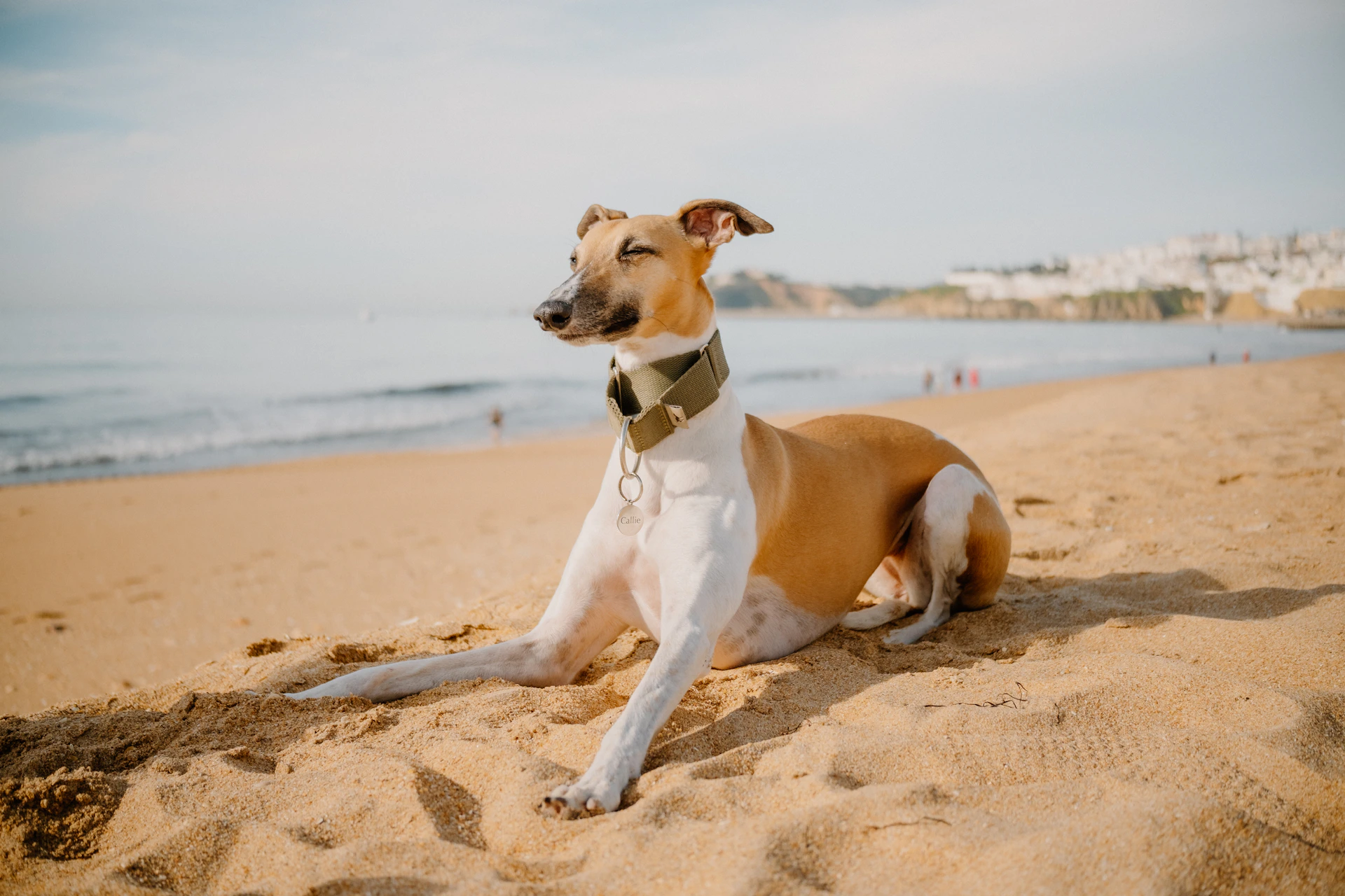 A brown and white dog laying on top of a sandy beach