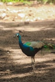 a blue and green bird standing on top of a dirt field