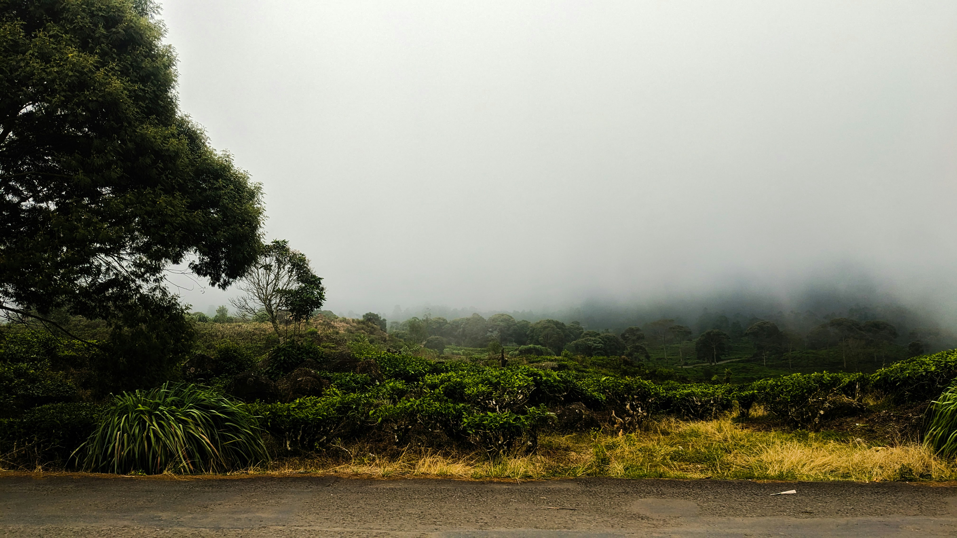 a foggy landscape with trees and bushes in the foreground