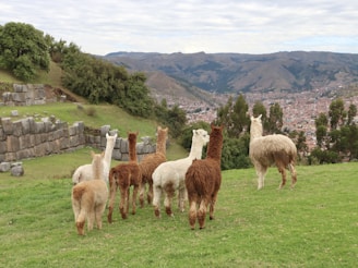 a group of llamas standing in a field