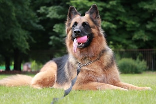 a dog laying in the grass with its tongue hanging out