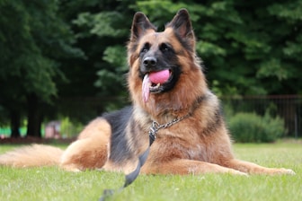 a dog laying in the grass with its tongue hanging out