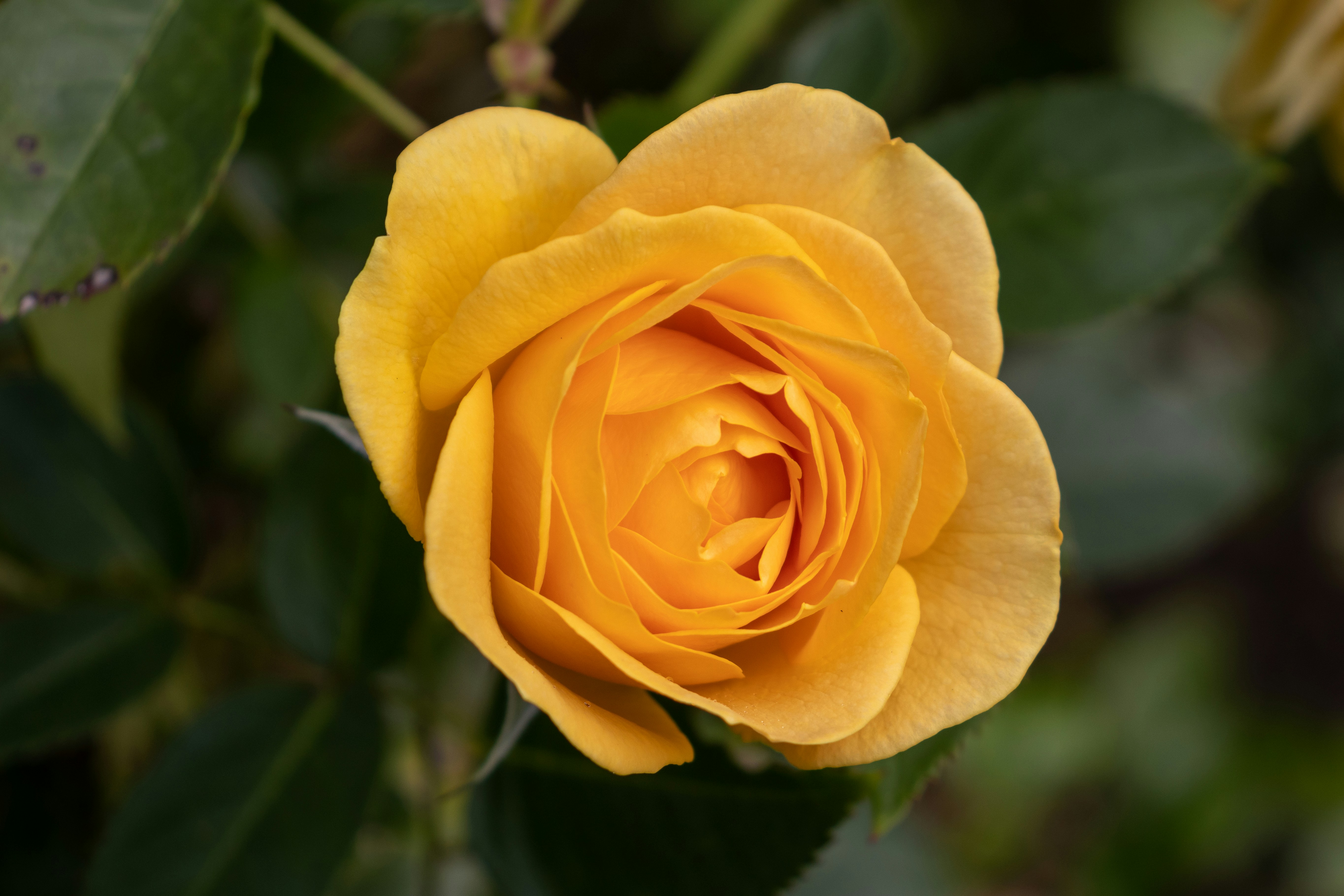 uma rosa amarela com folhas verdes no fundo