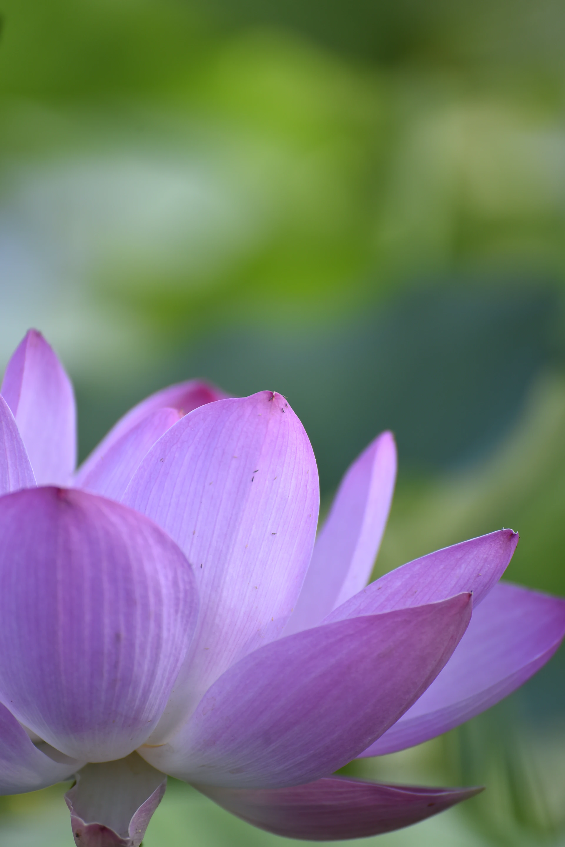 a close up of a purple flower with a blurry background