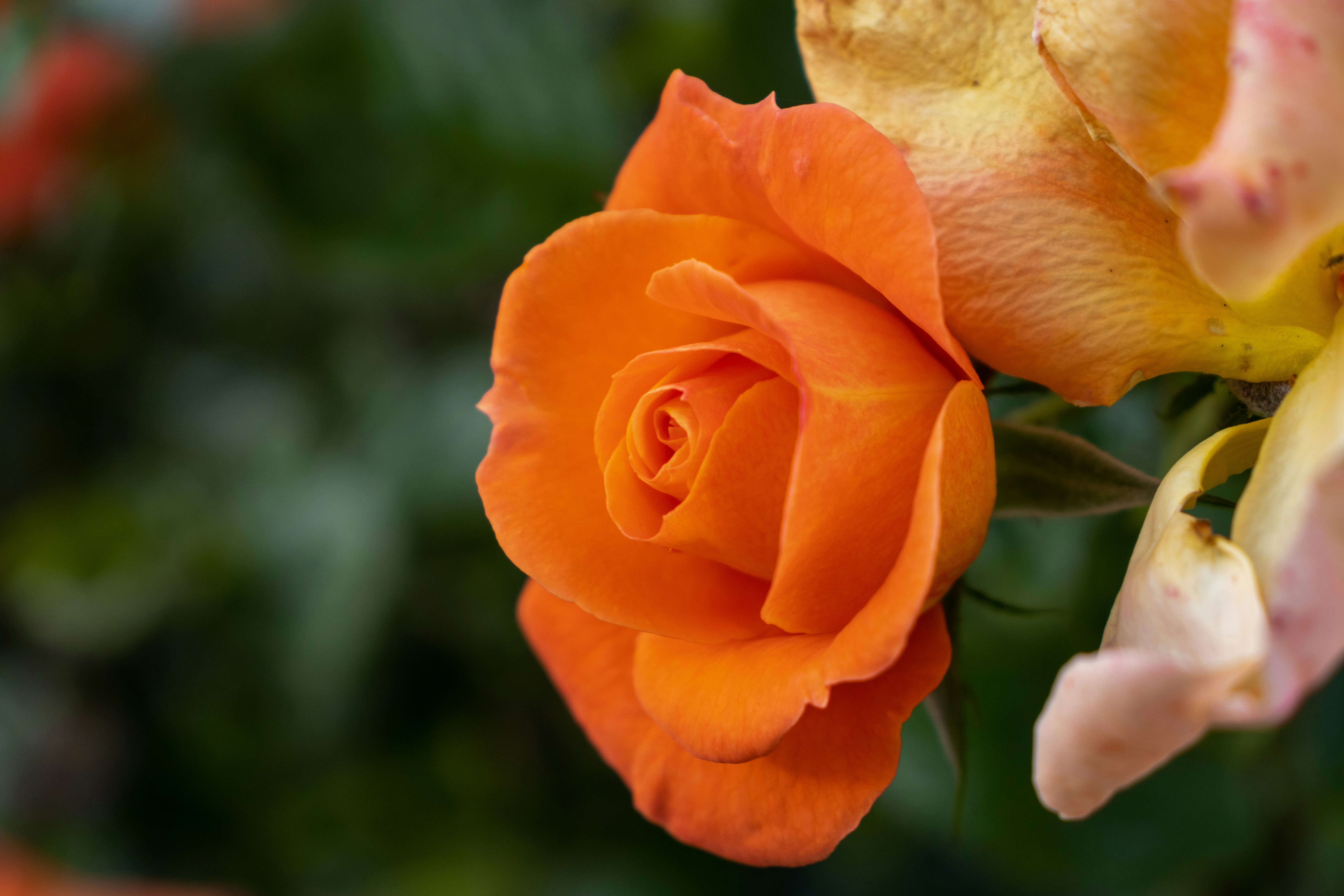 Um close up de uma única rosa laranja