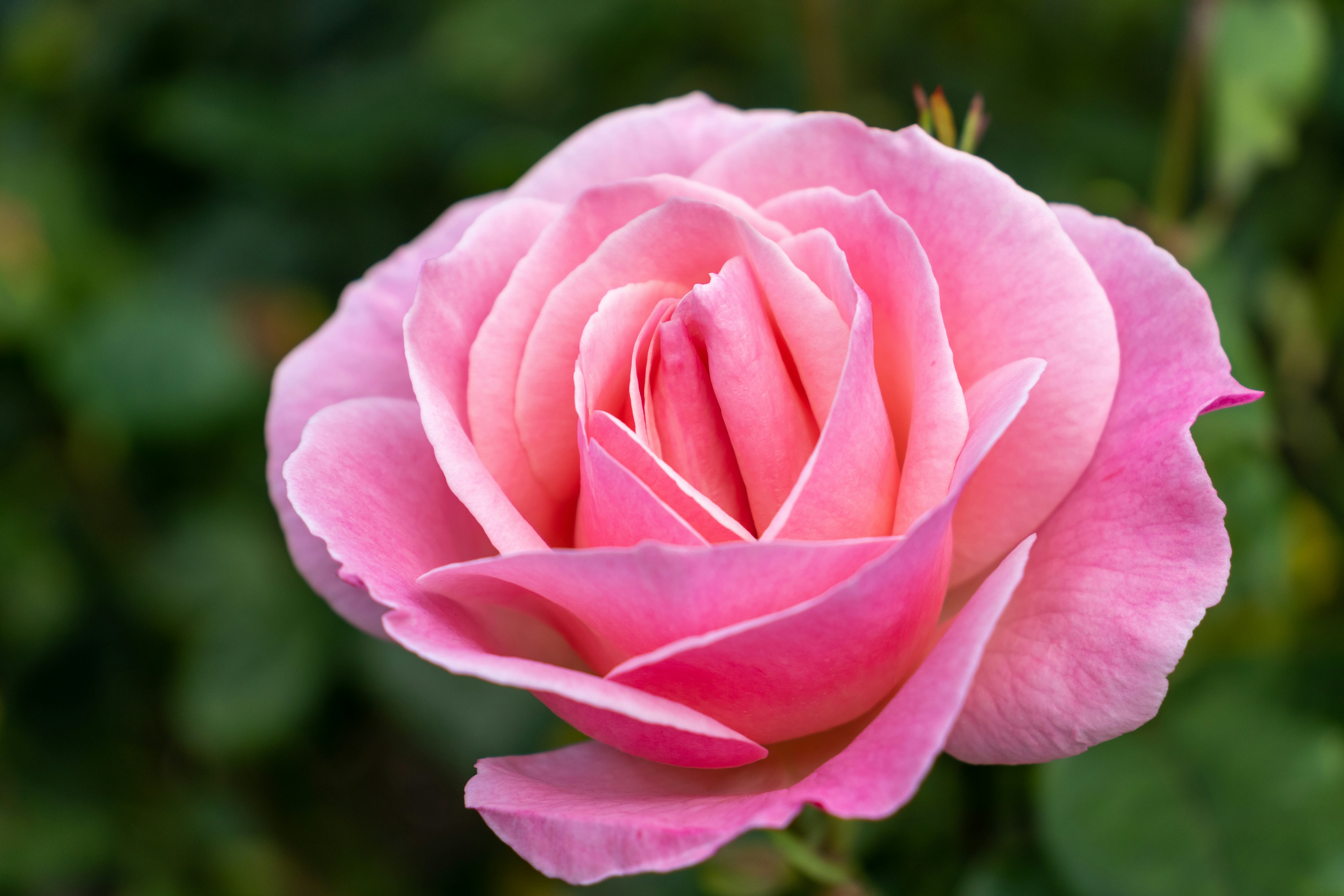 Photo by pokornymichal