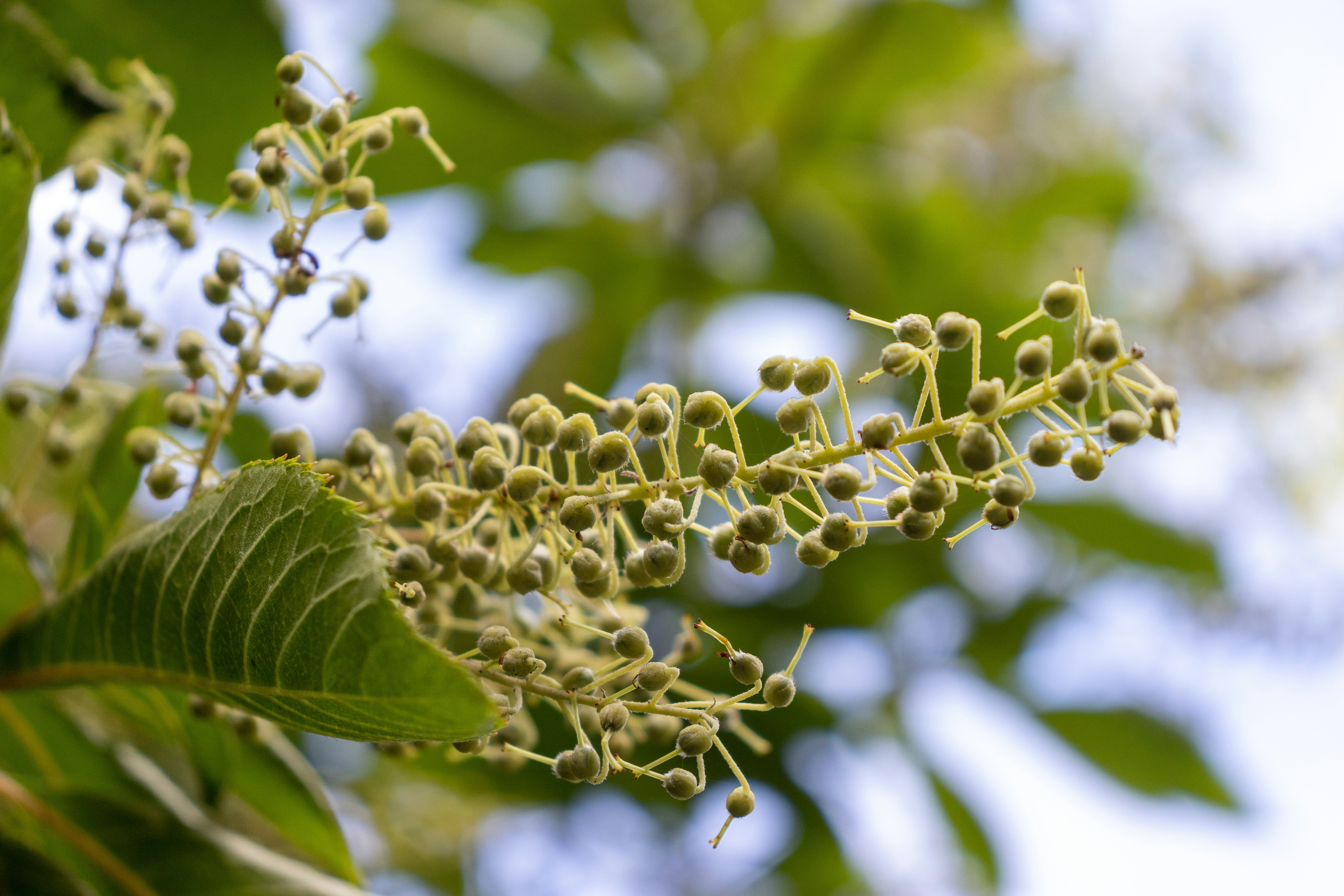 Um close up de um ramo de flores em uma árvore