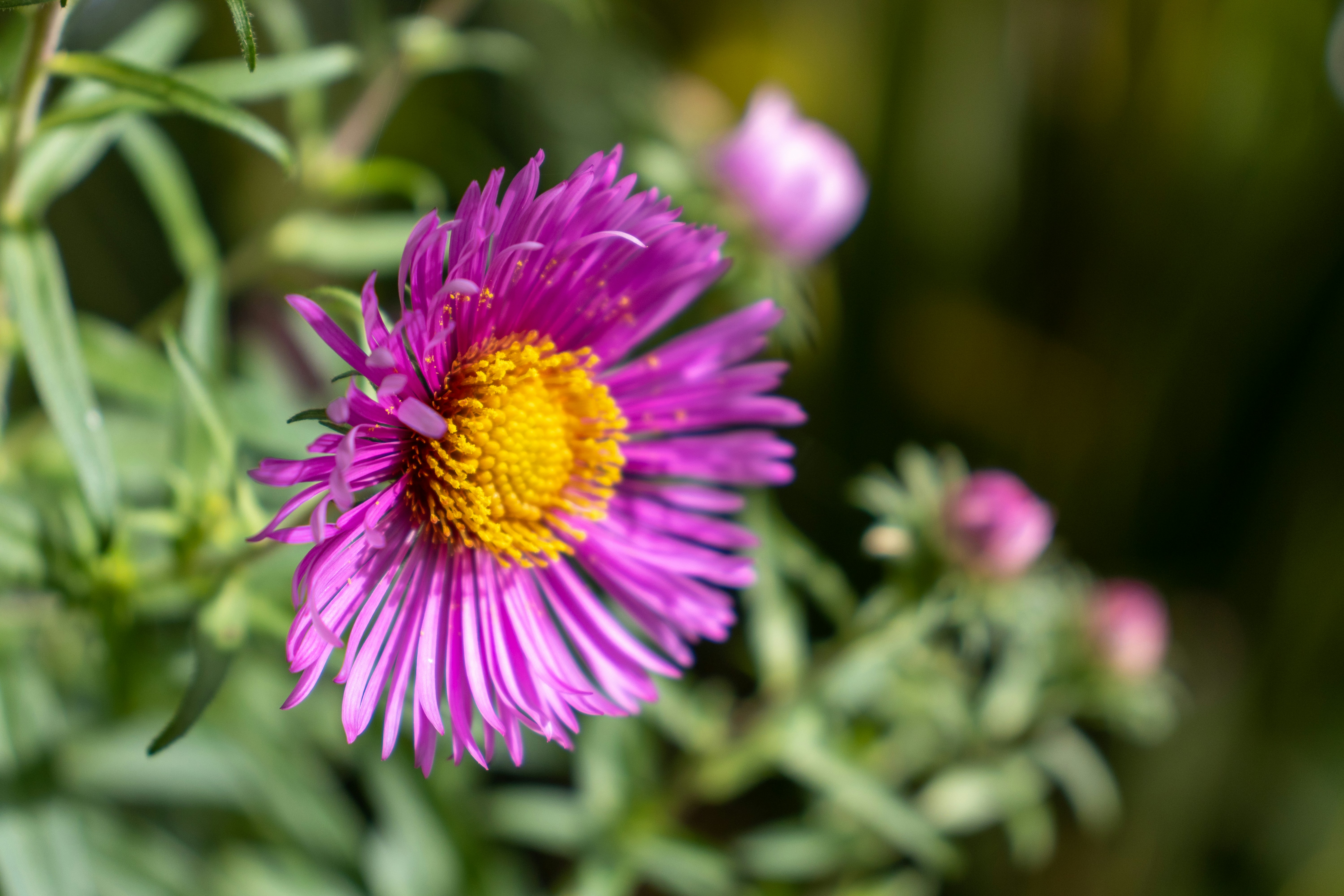 Um close up de uma flor roxa com centro amarelo