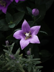 A close up of a purple flower on a plant