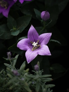 A close up of a purple flower on a plant